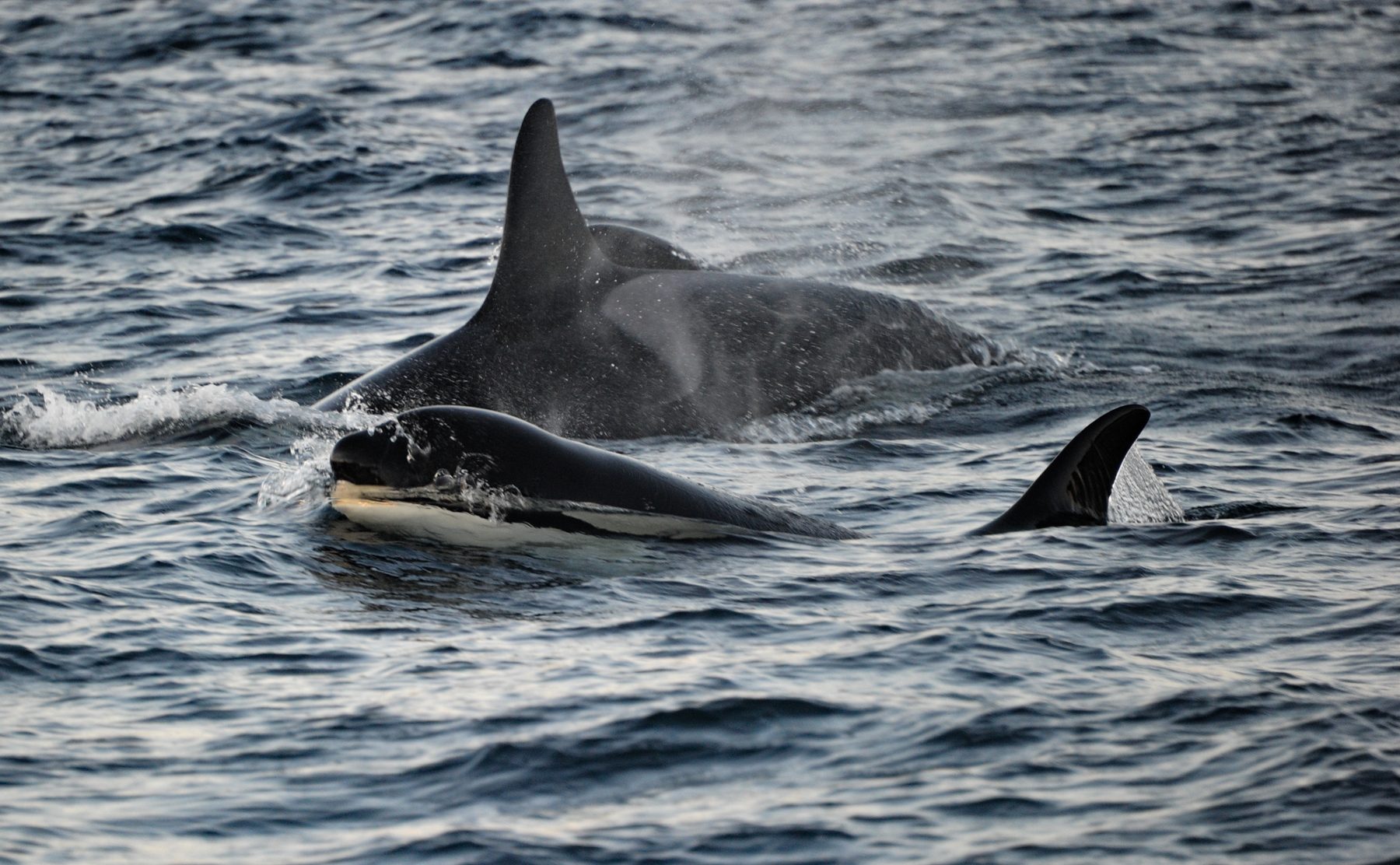 Killer whale group breaking surface