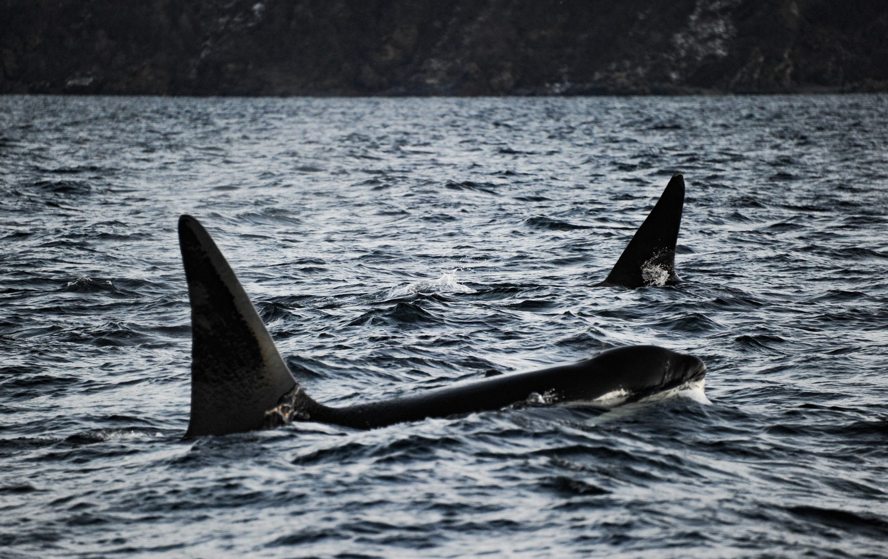 Two killer whale males