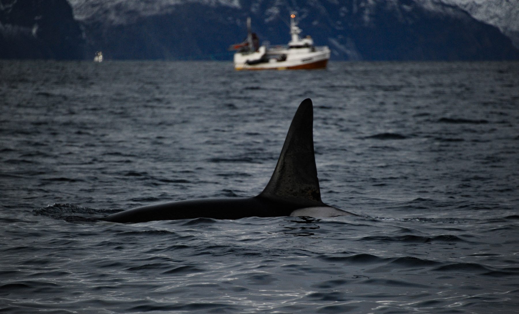 Killer whale male and a fishing boat