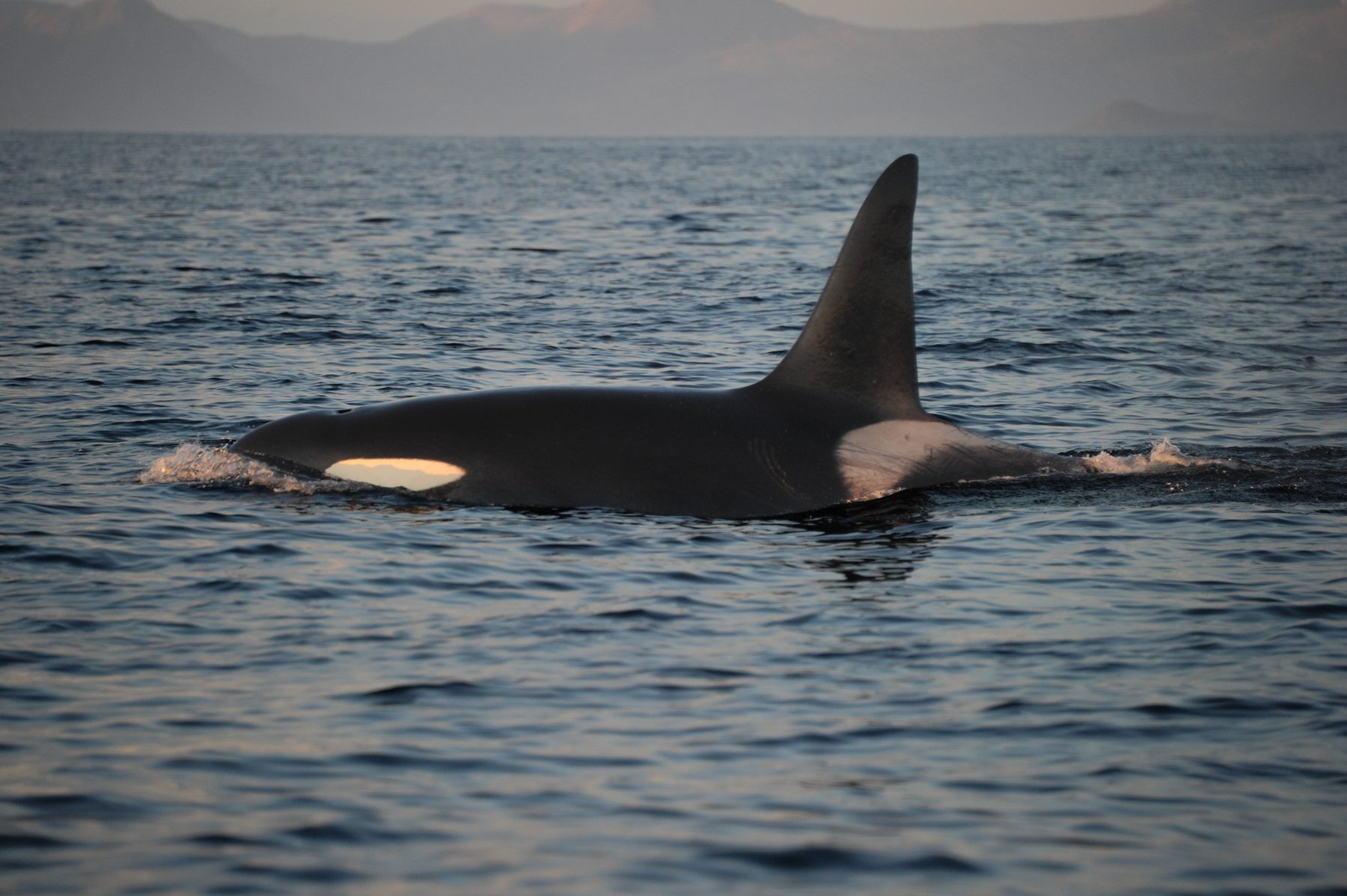 Killer whale male