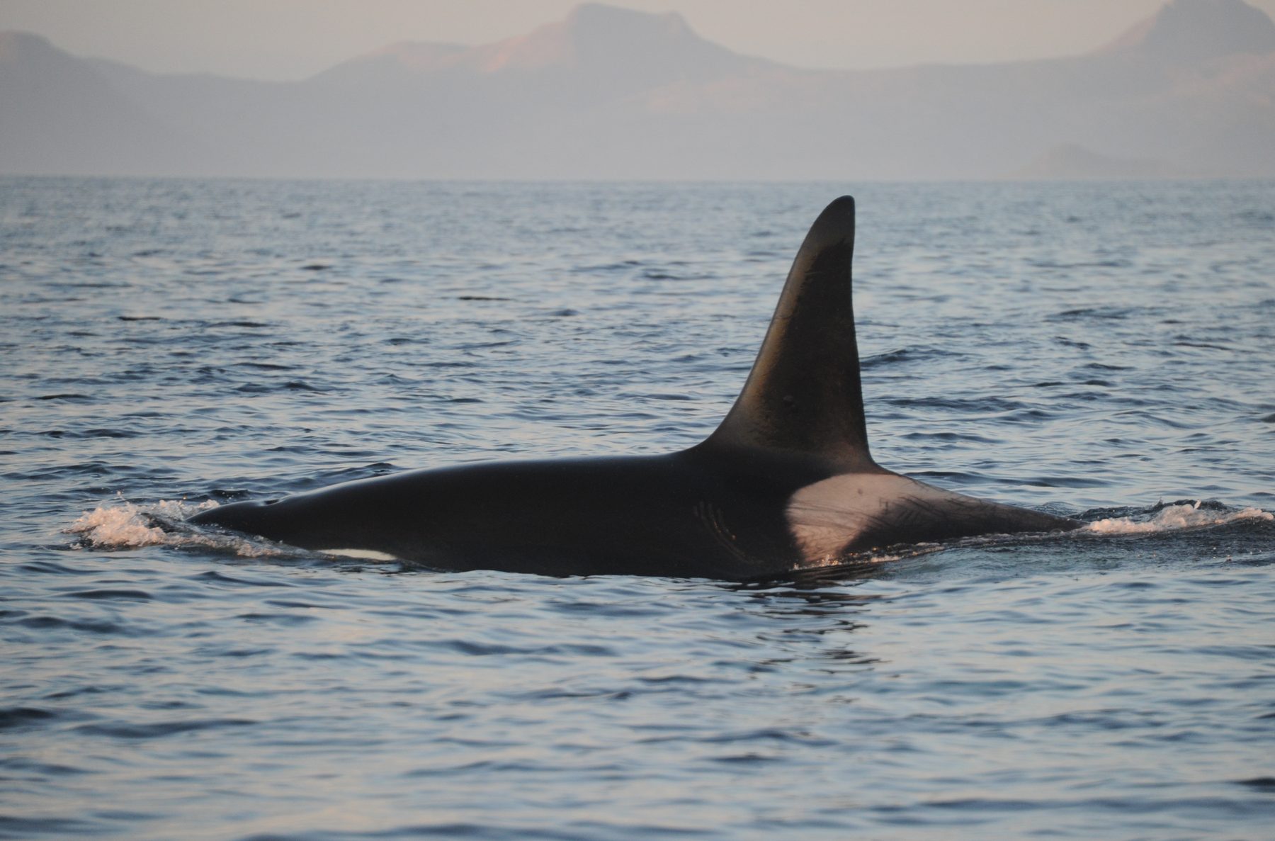 Killer whale male