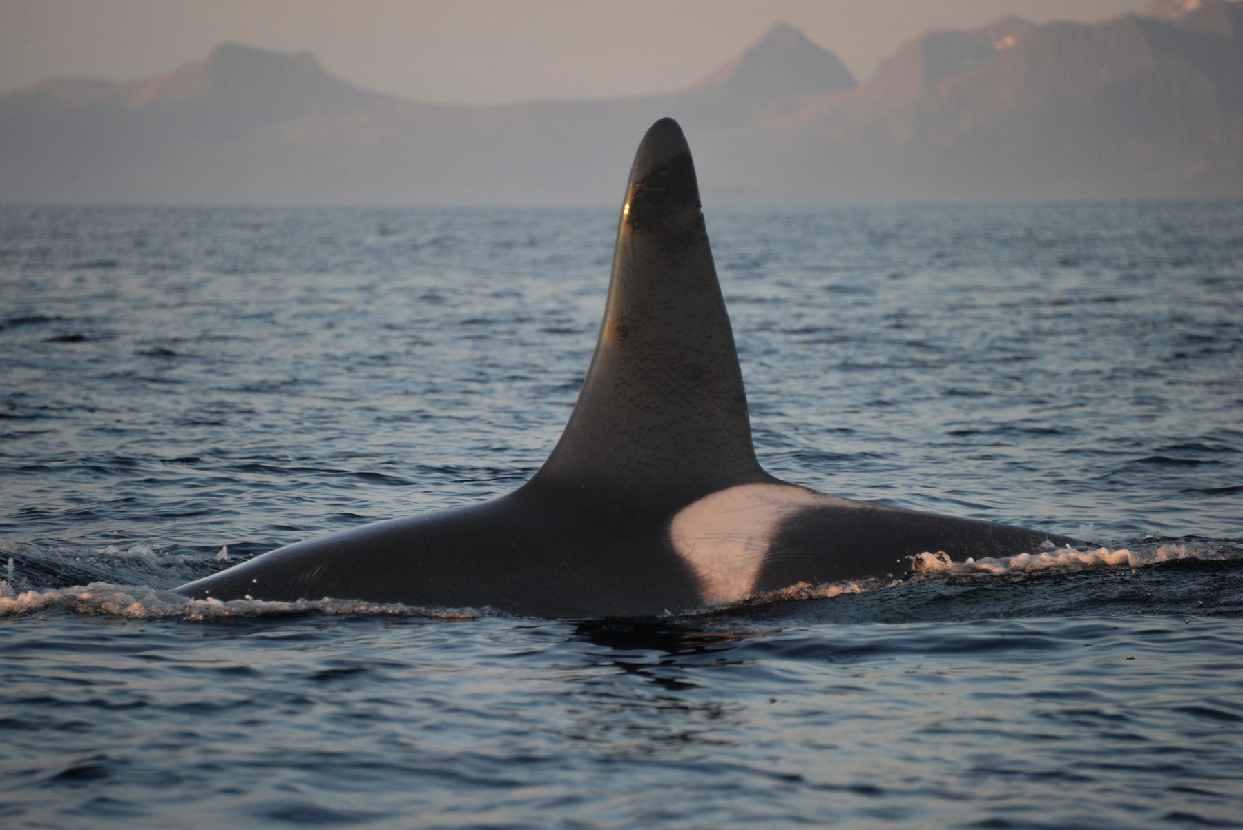 Killer whale male
