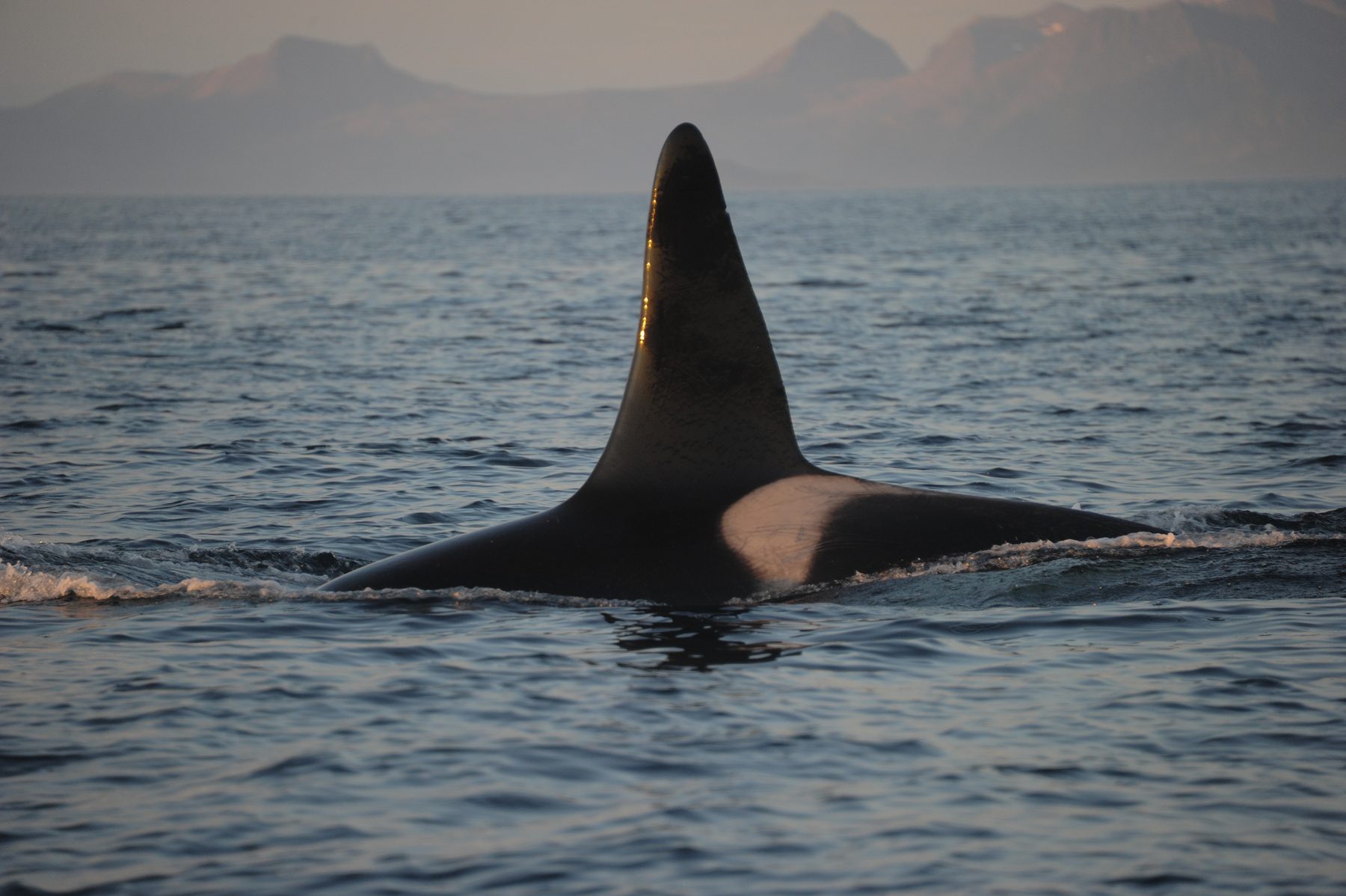 Killer whale male