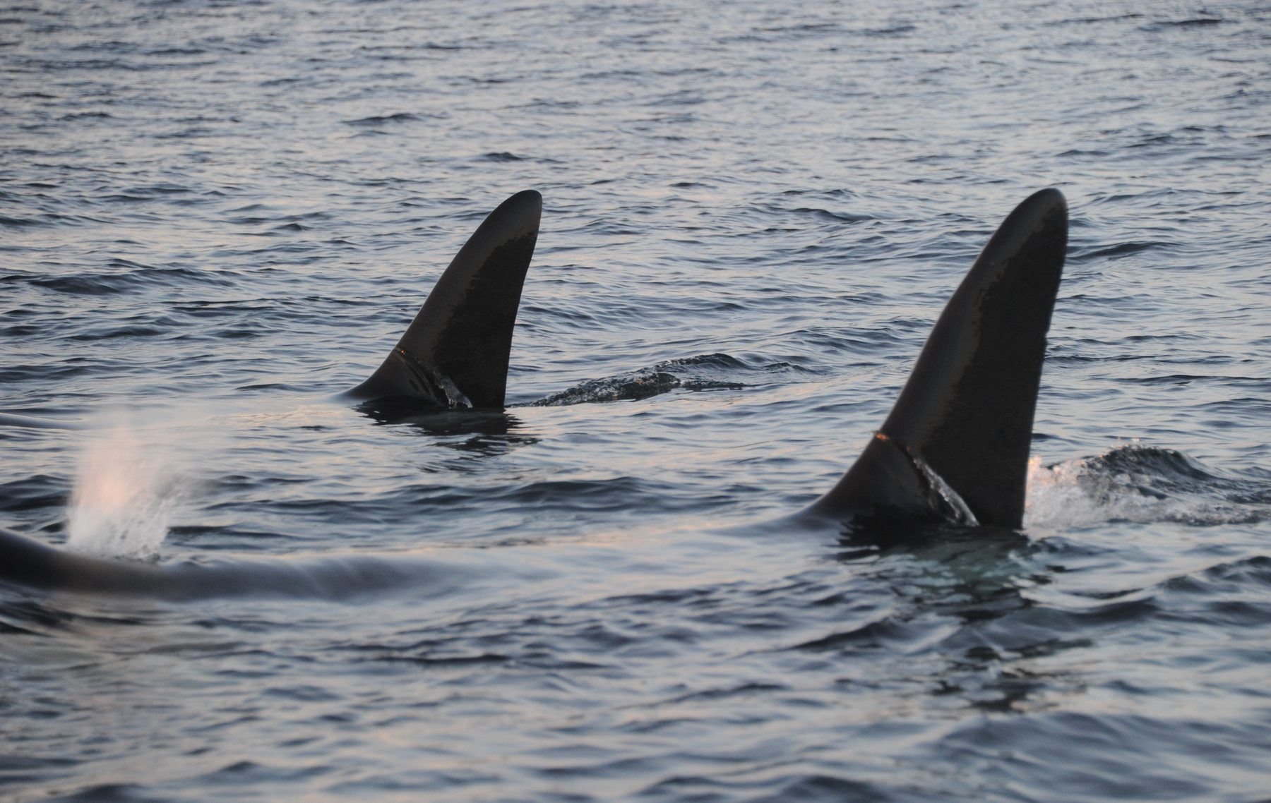 Two killer whale males surfacing