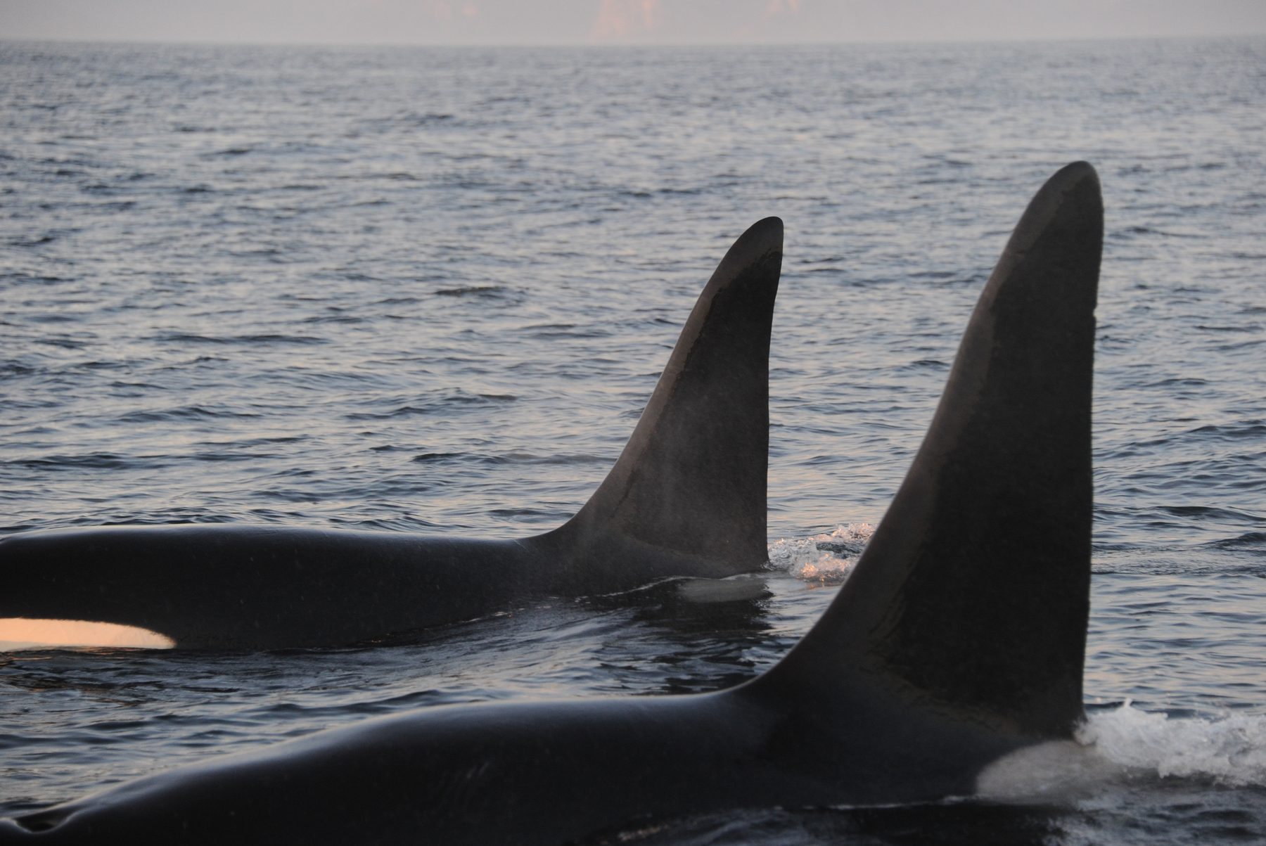 Killer whale males