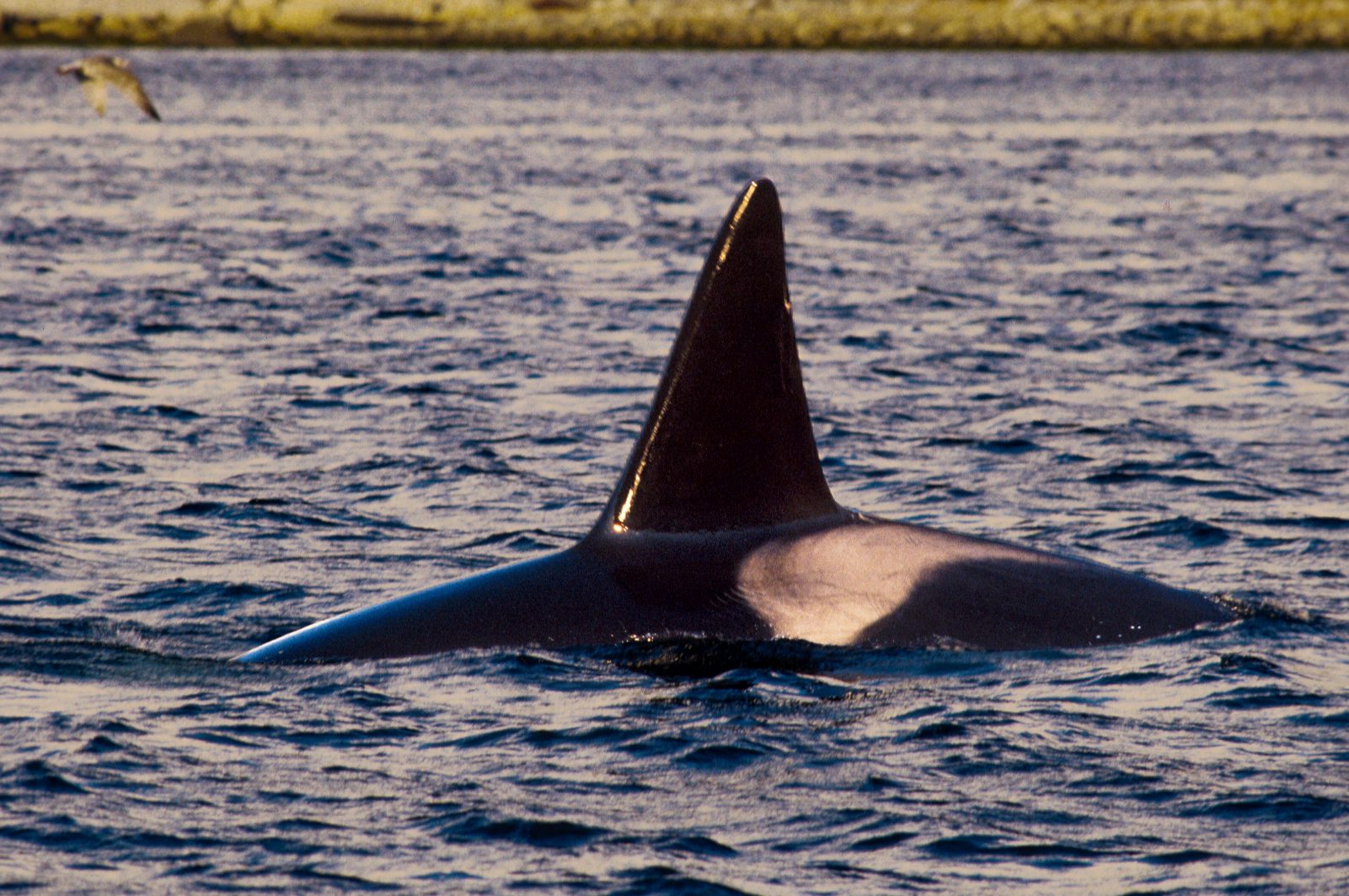 Killer whale male