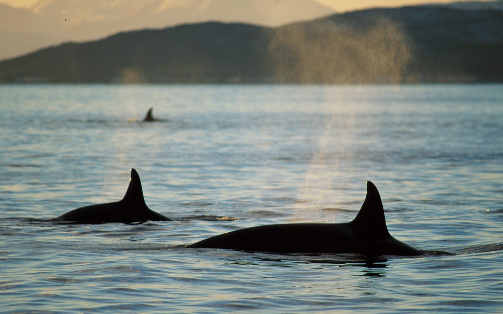 Killer whale subadults