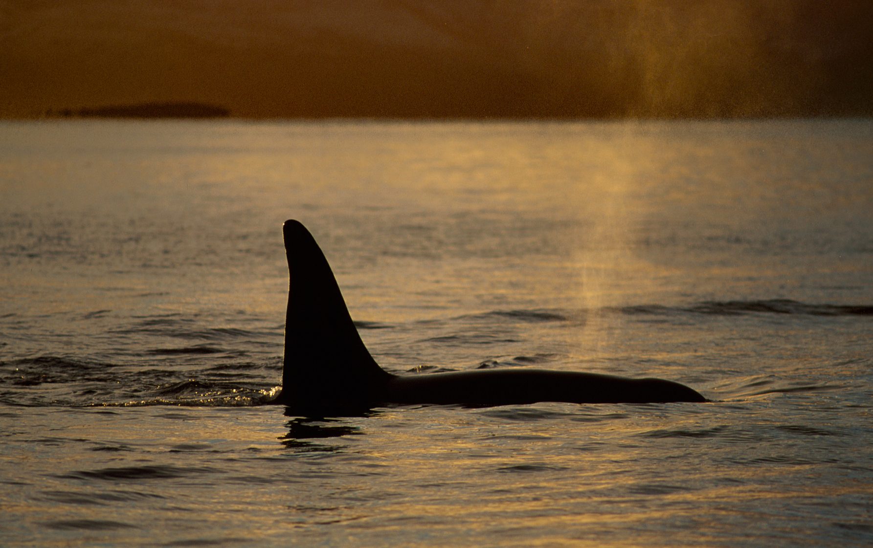 Killer whale breathing