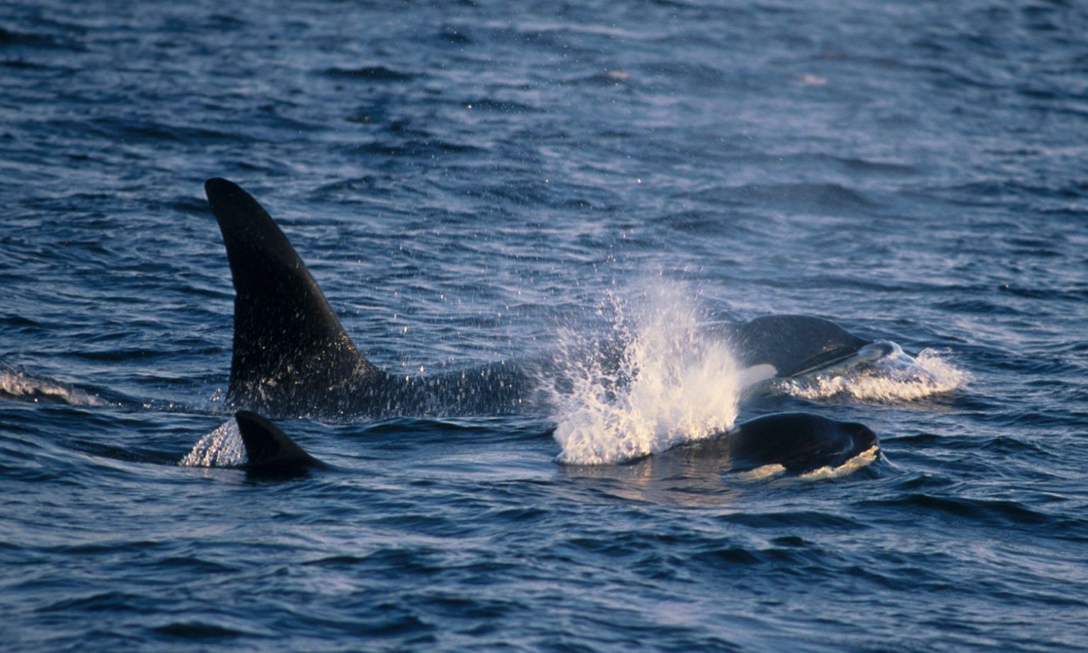 Killer whales surfacing