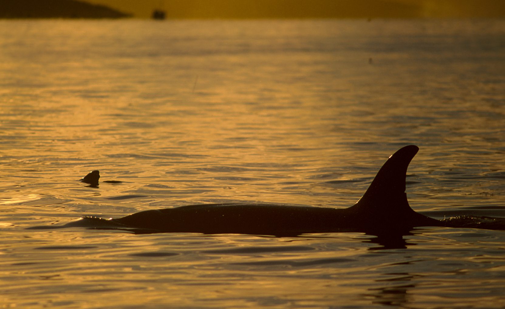 Killer whales