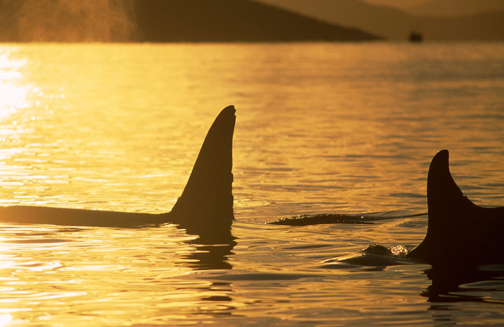 Killer whales