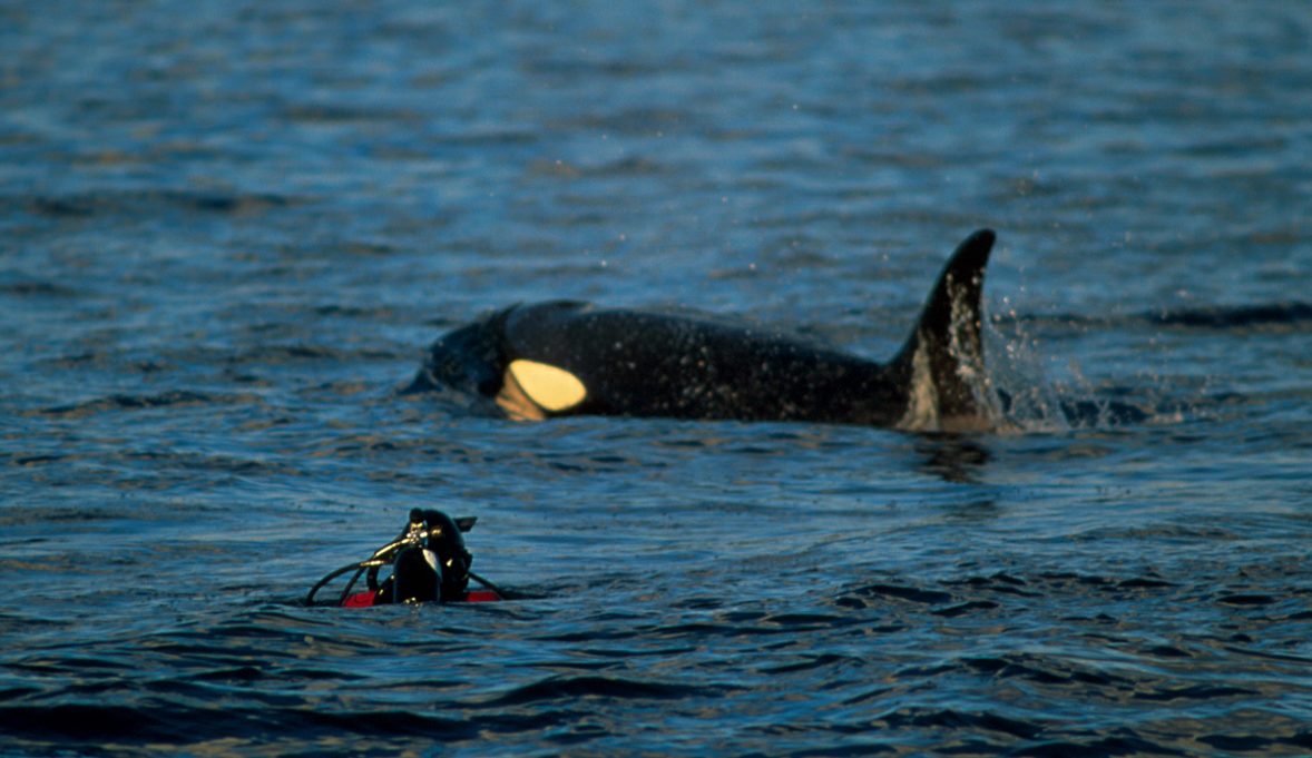 Killer whale and a diver