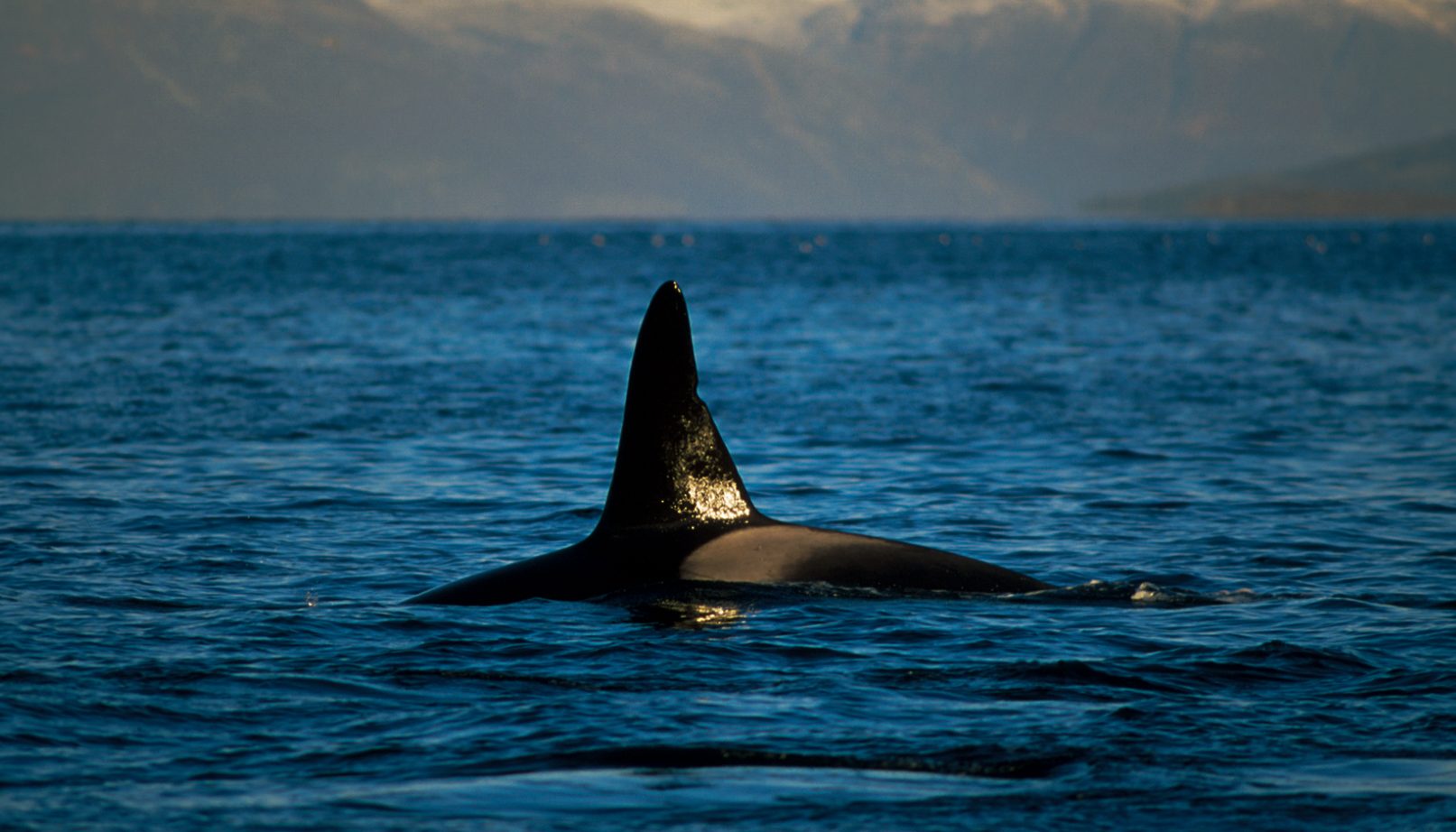 Killer whale male
