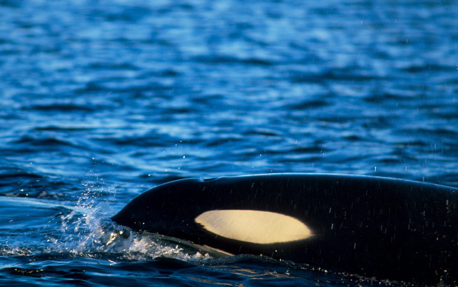 Killer whale eye patch