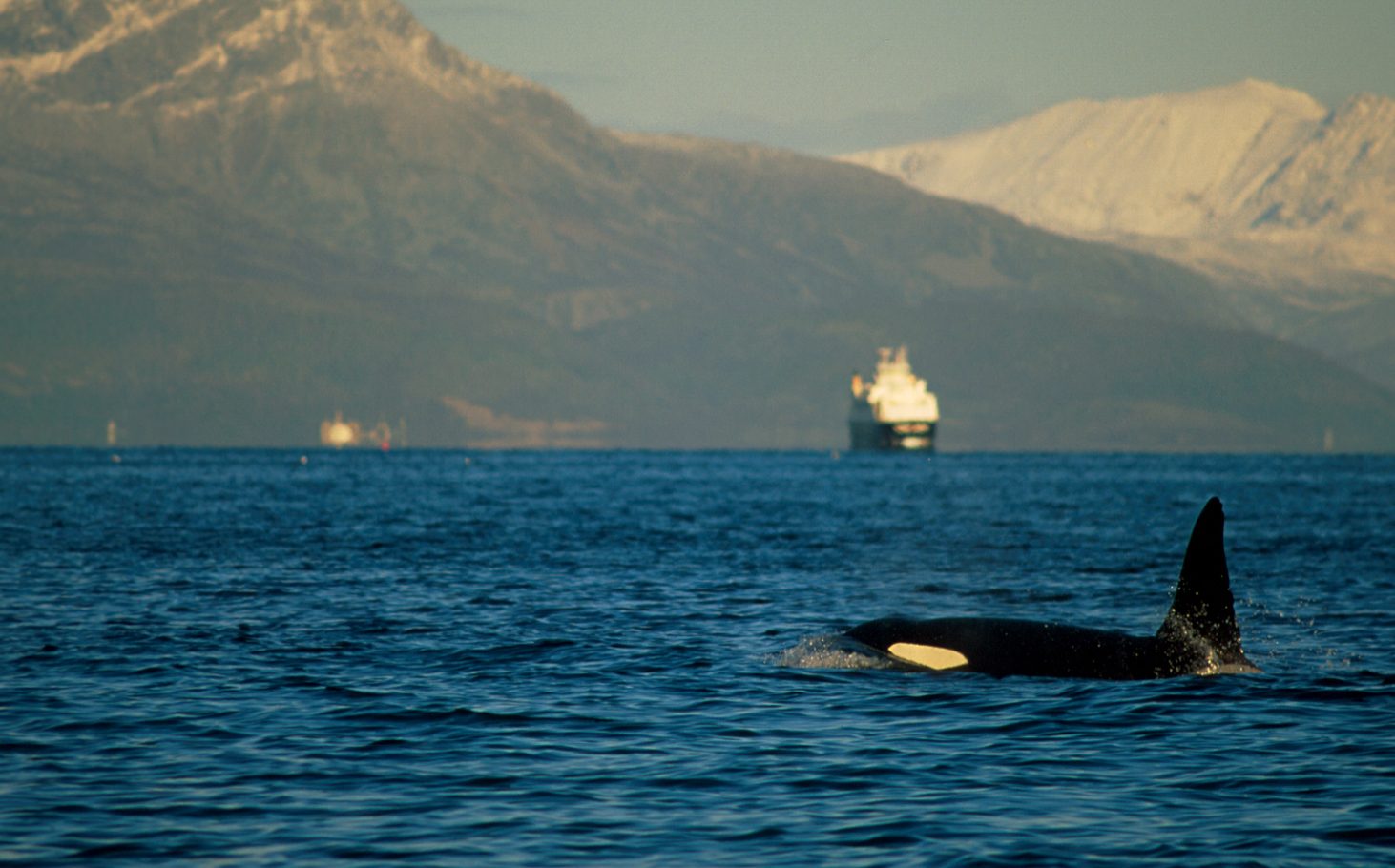 Killer whale and a ferry