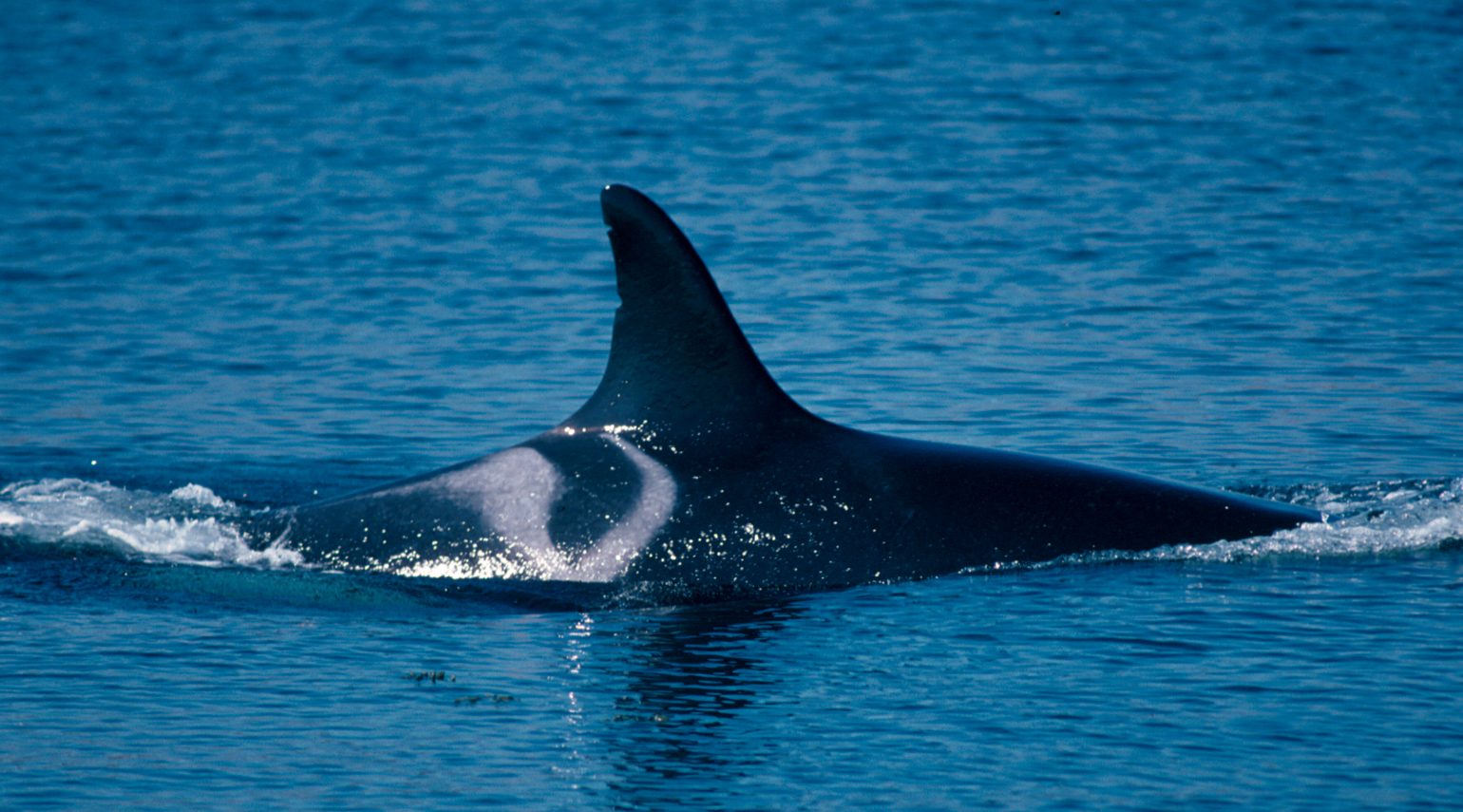Killer whale female