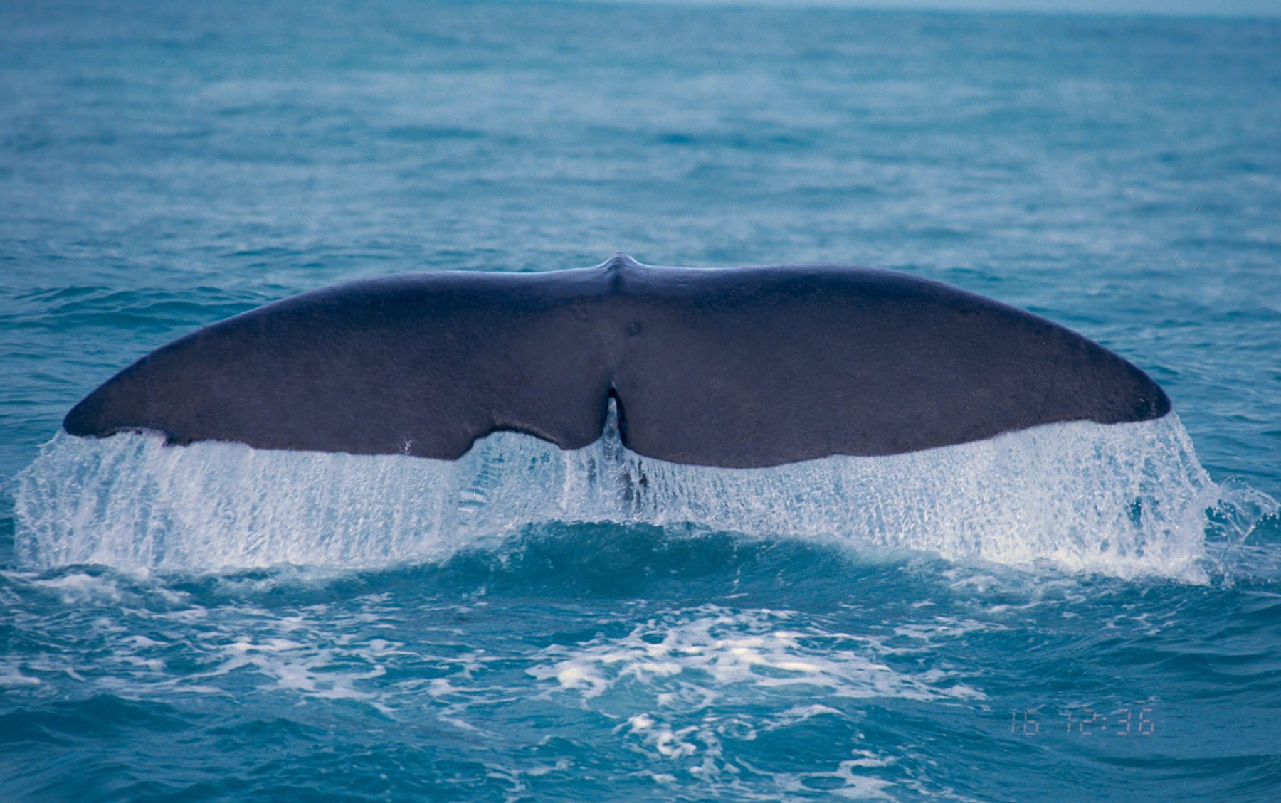Sperm whale fluking up