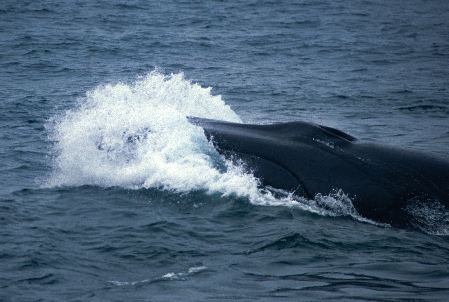 Fin whale surfacing