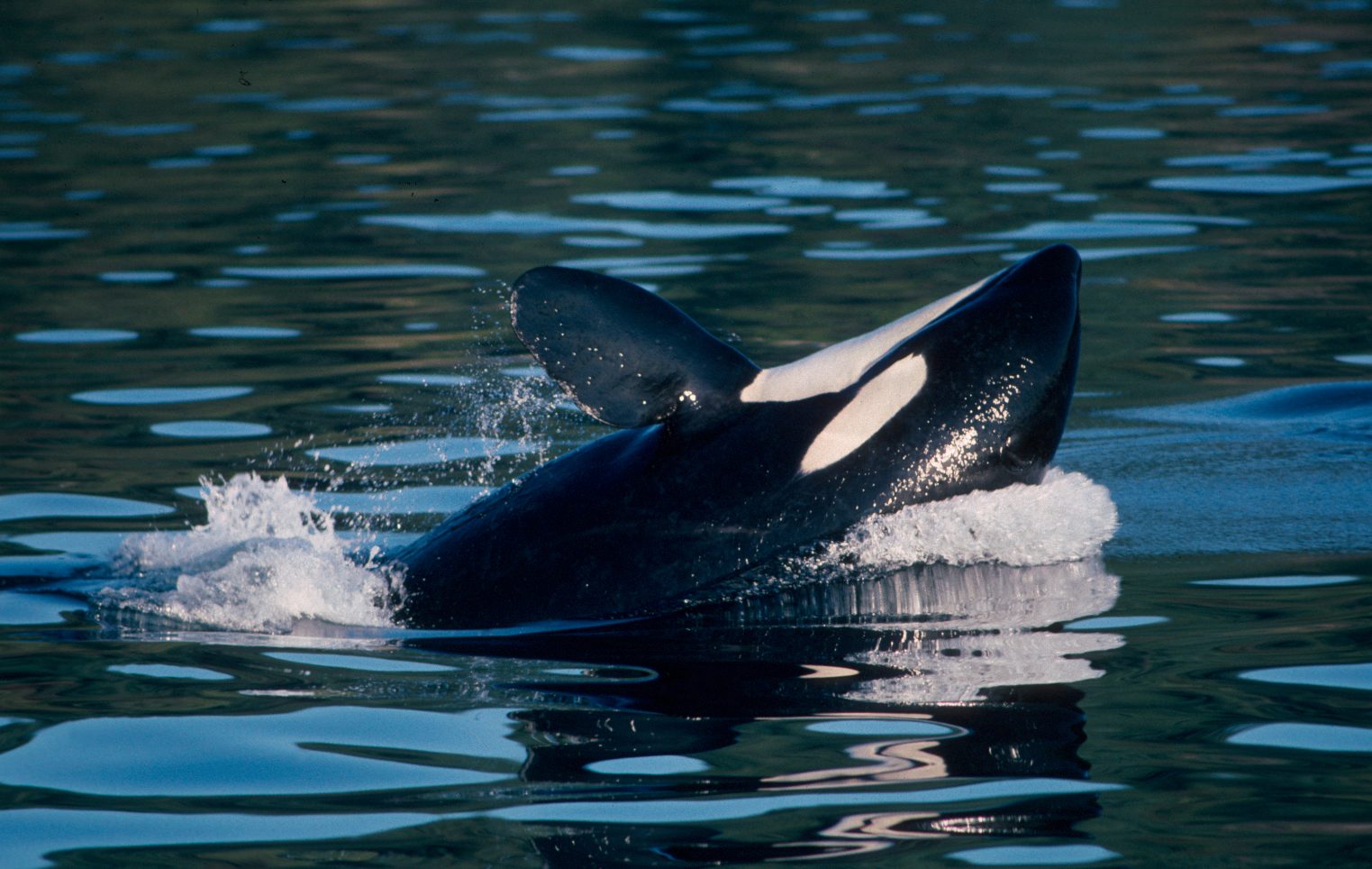 Killer whale juvenile playing around