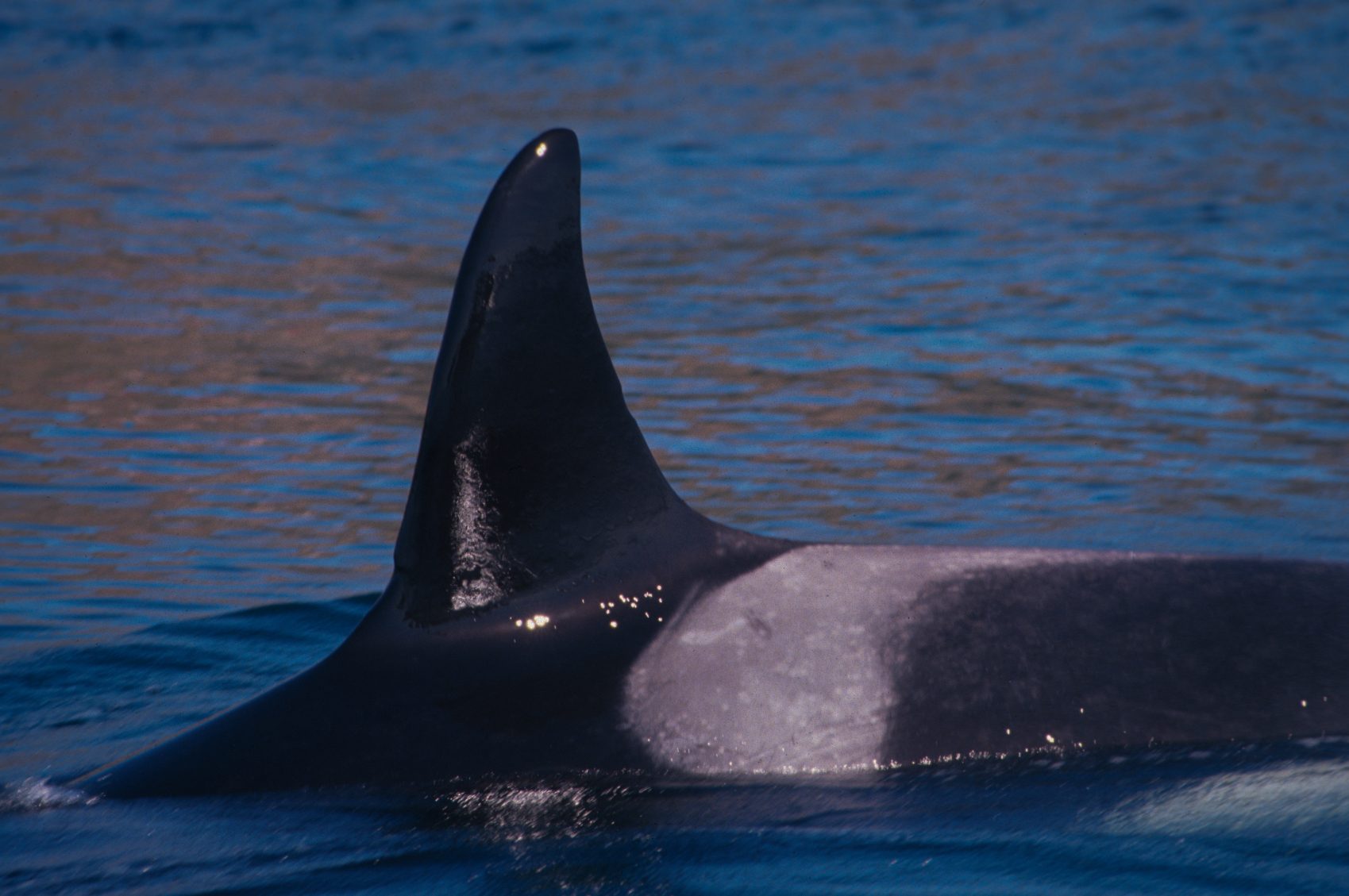 Killer whale female