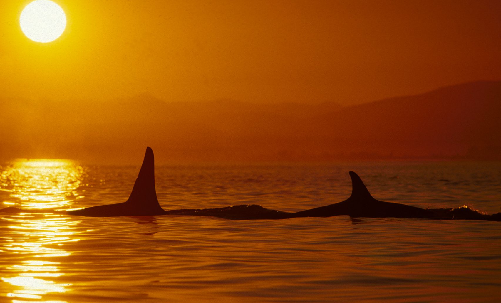 Golden killer whales