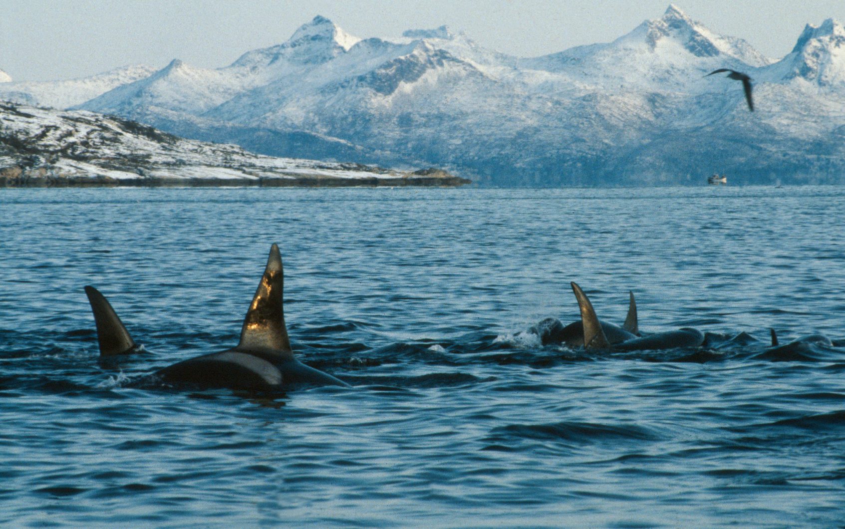 Killer whale family