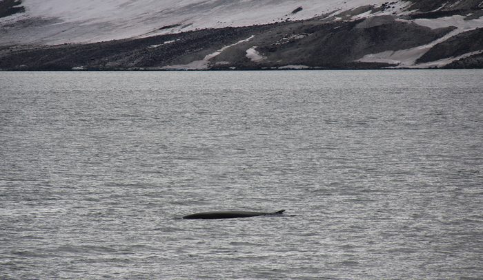 Fin whale · Lomfjorden, Svalbard · 2010