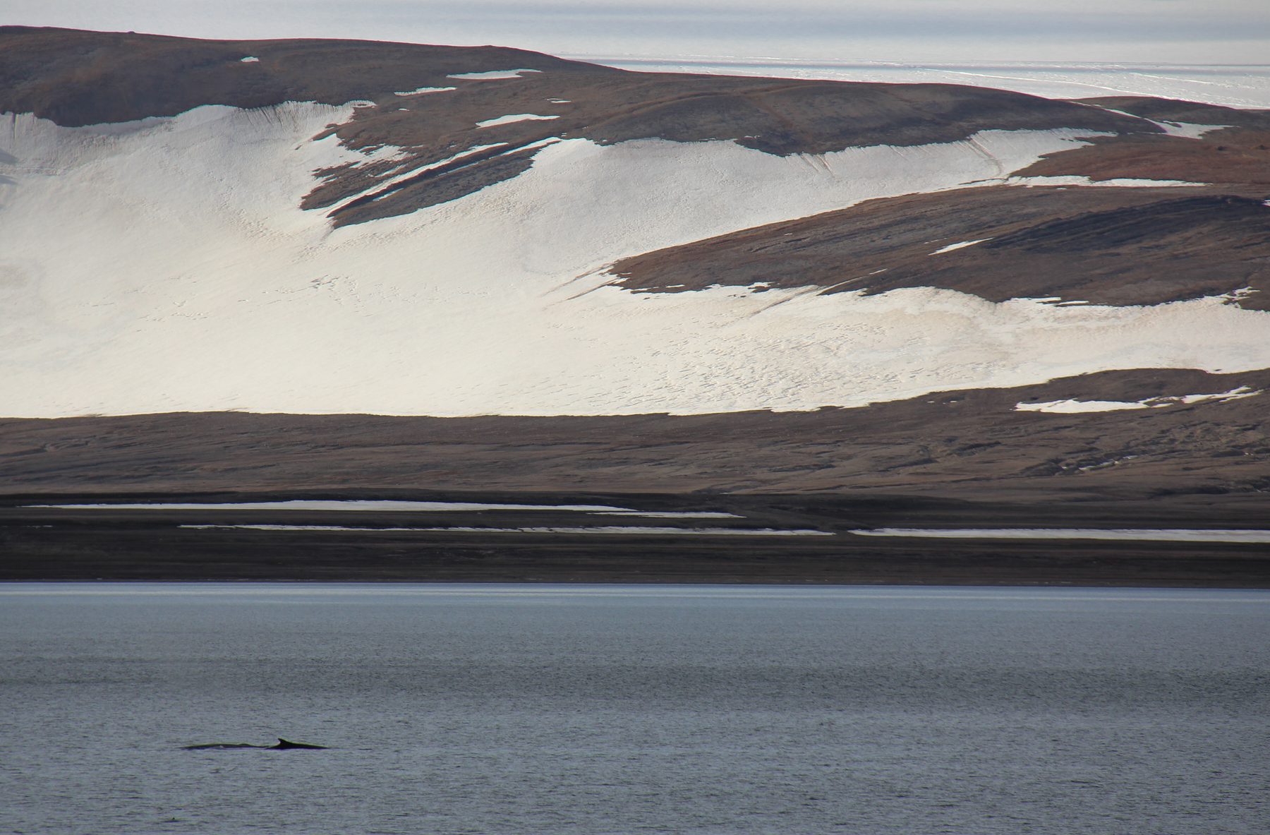 Fin whale