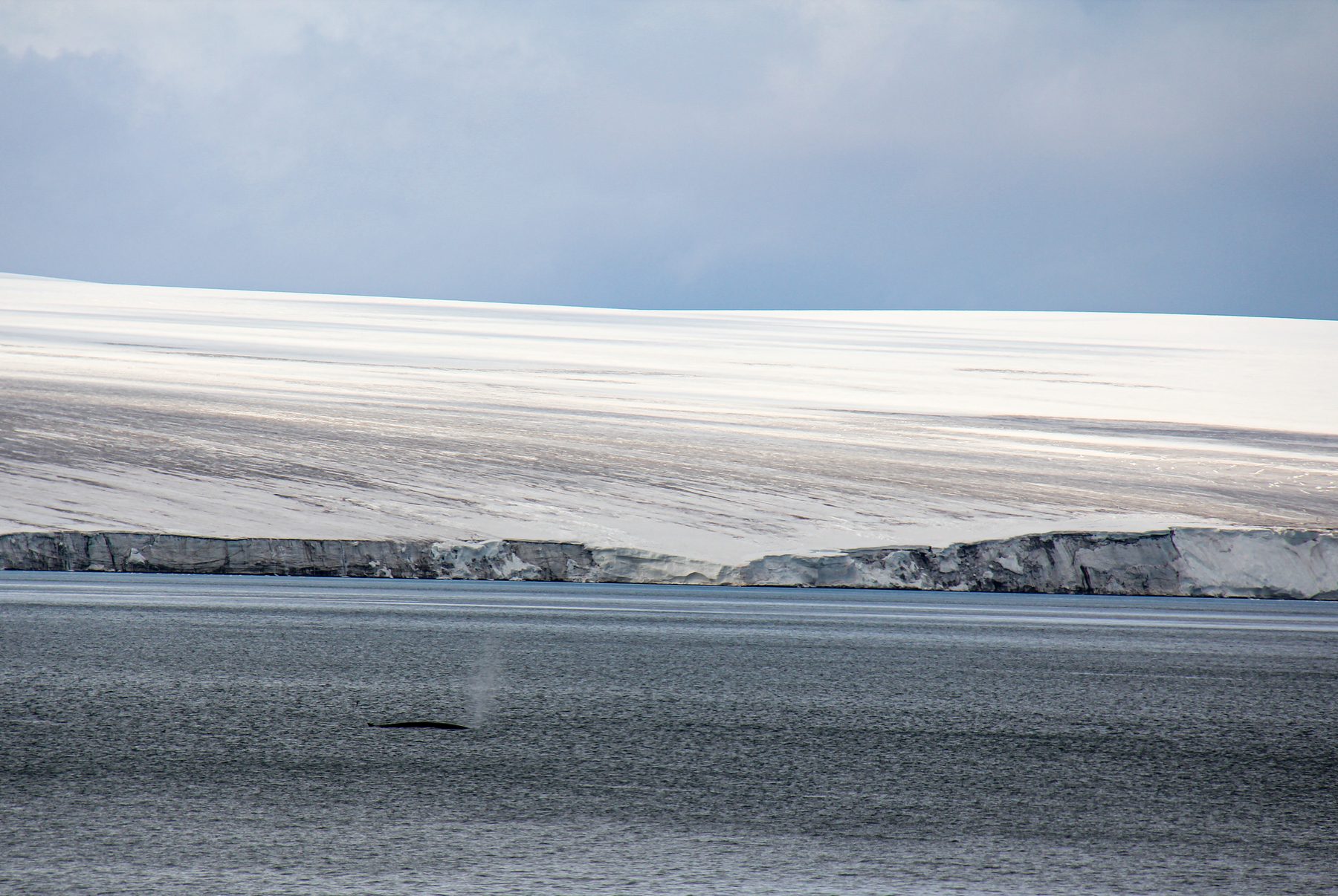 Fin whale