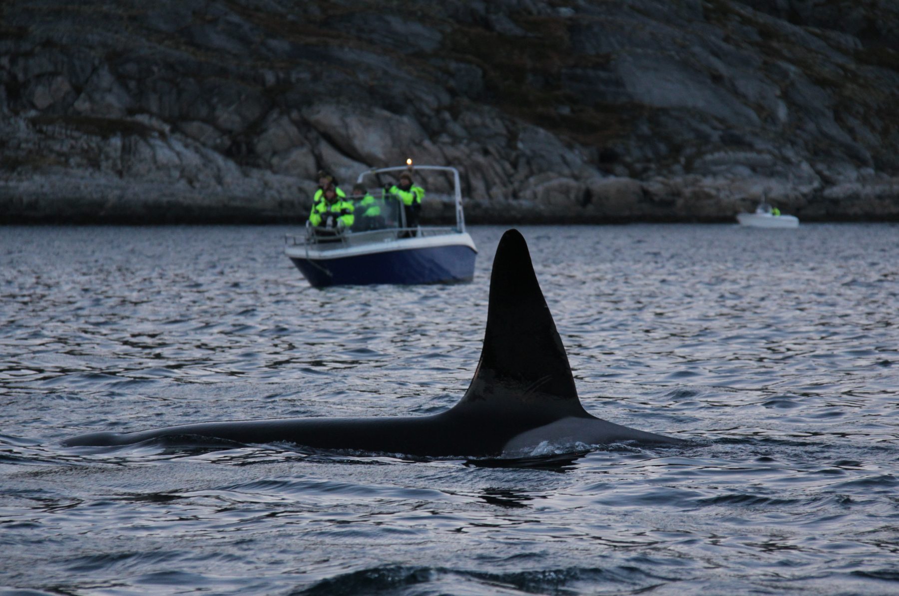 Fin whale blow and the Valhall glacier