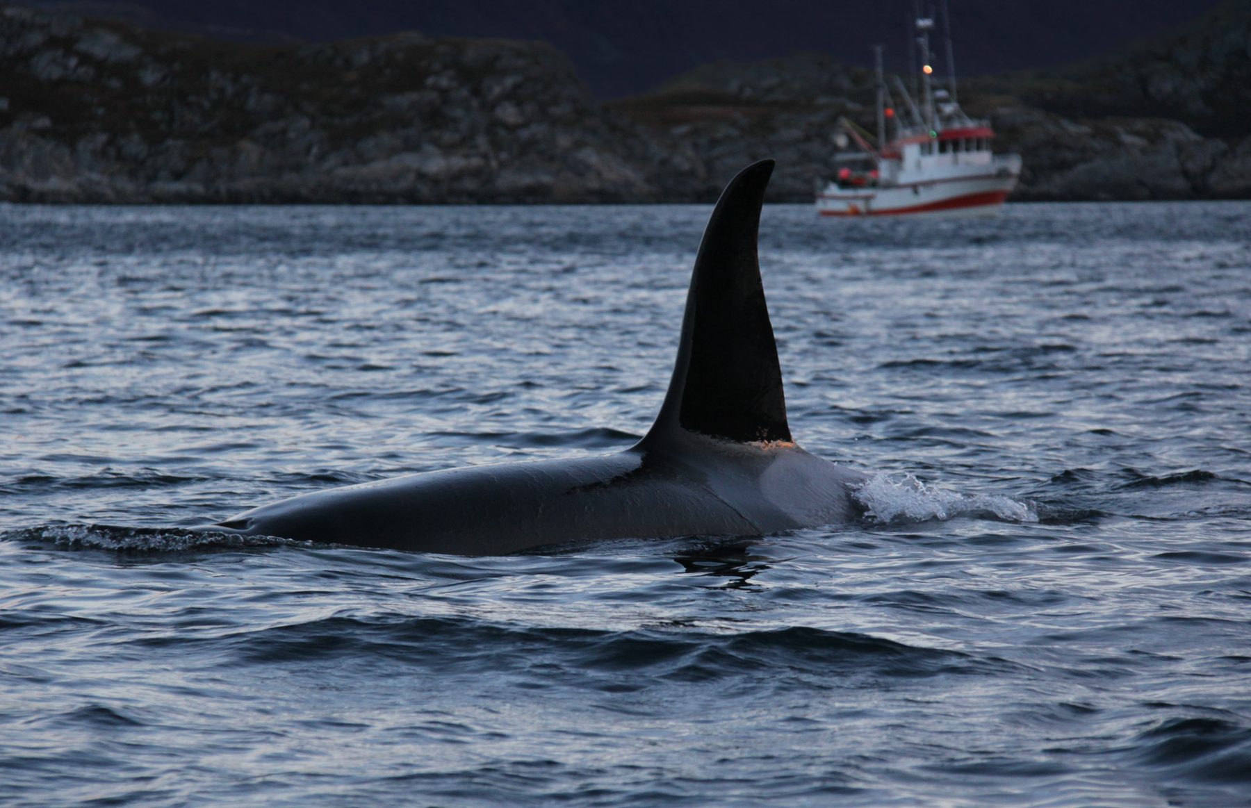 Killer whale male being watched