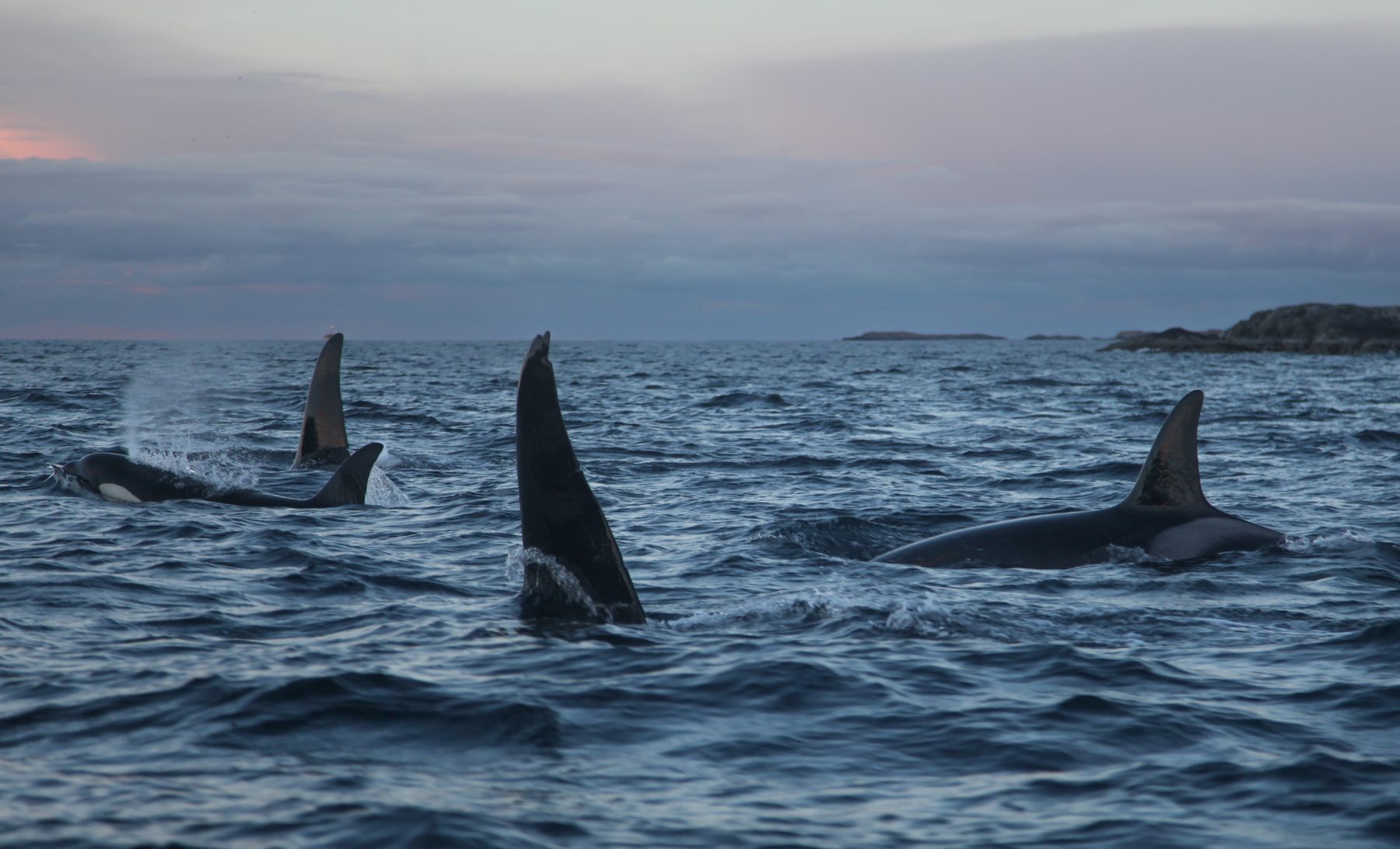 Killer whale male