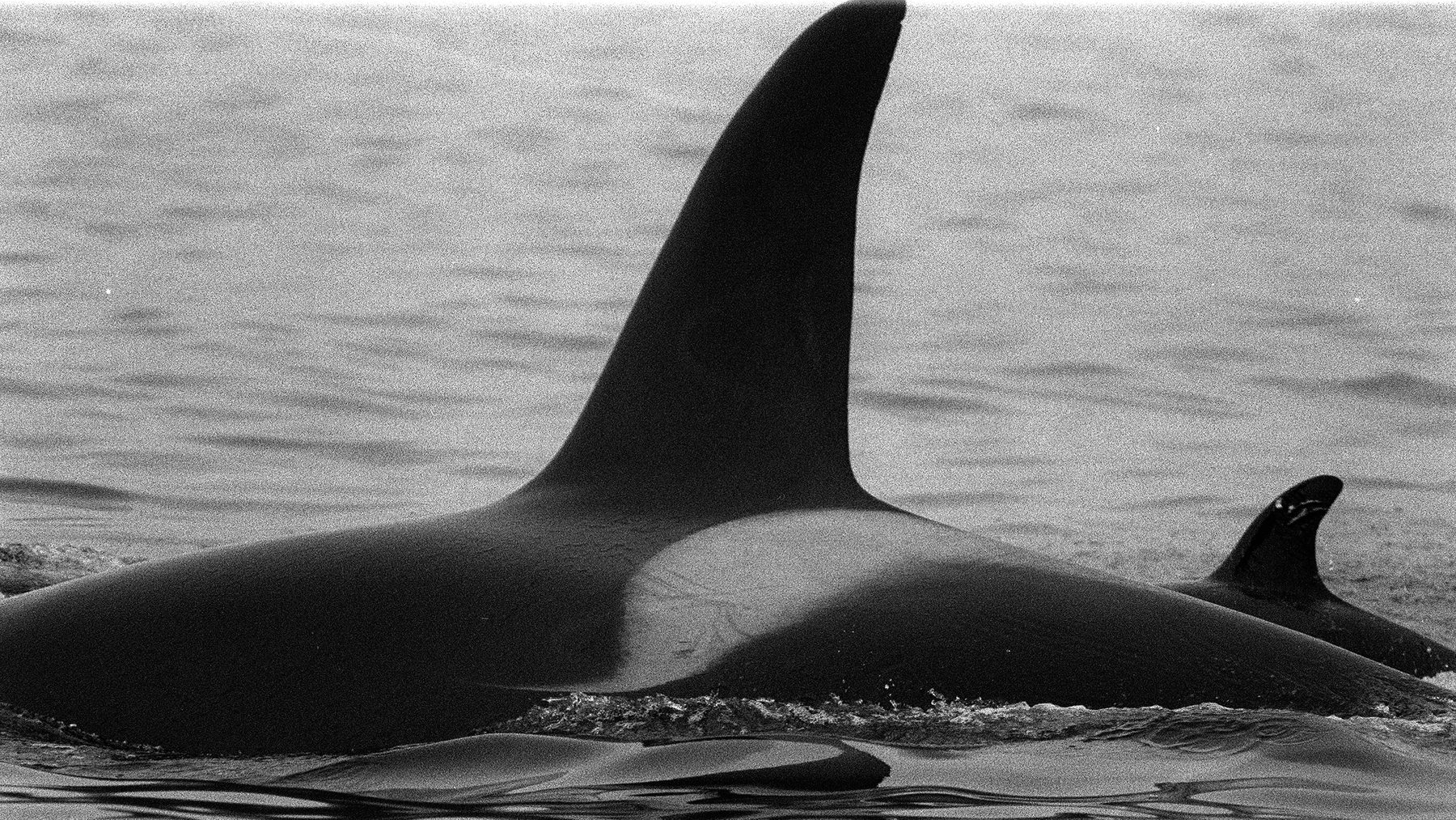 Killer whale group
