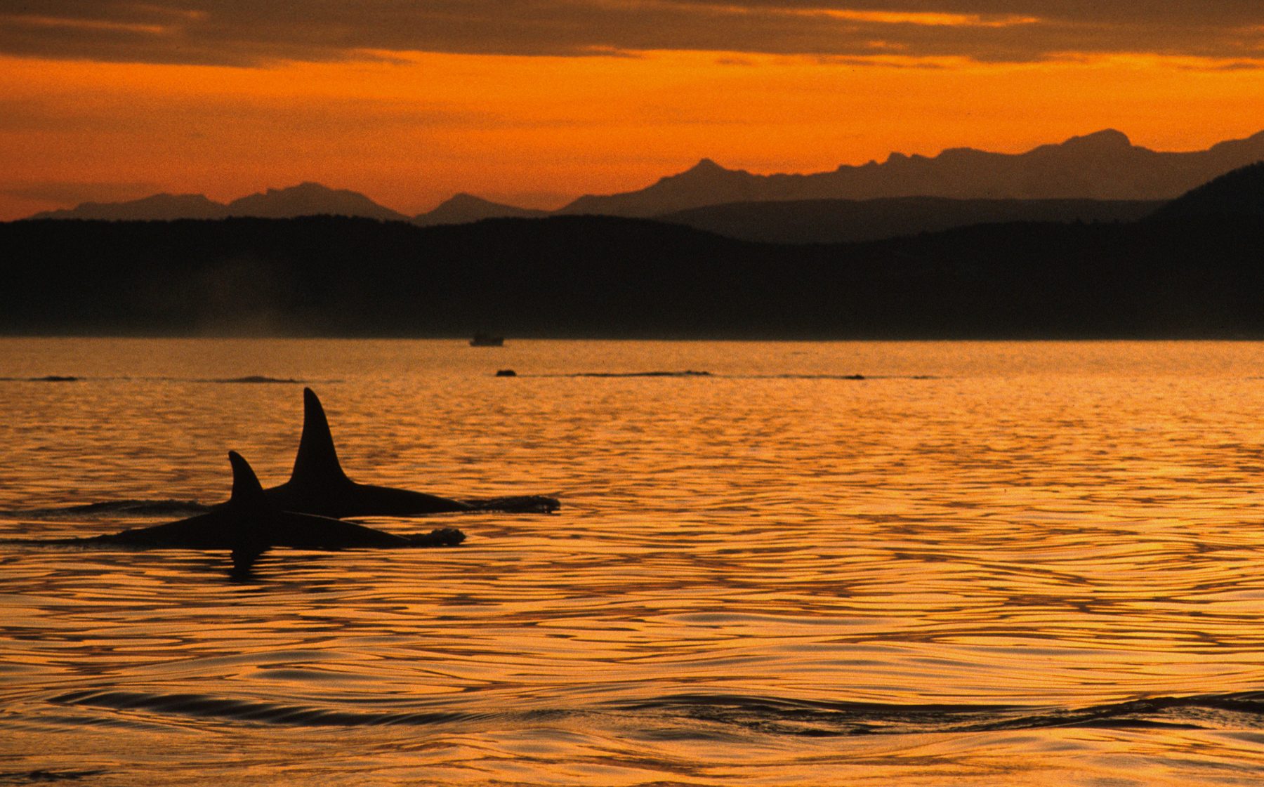 Killer whale male with a calf