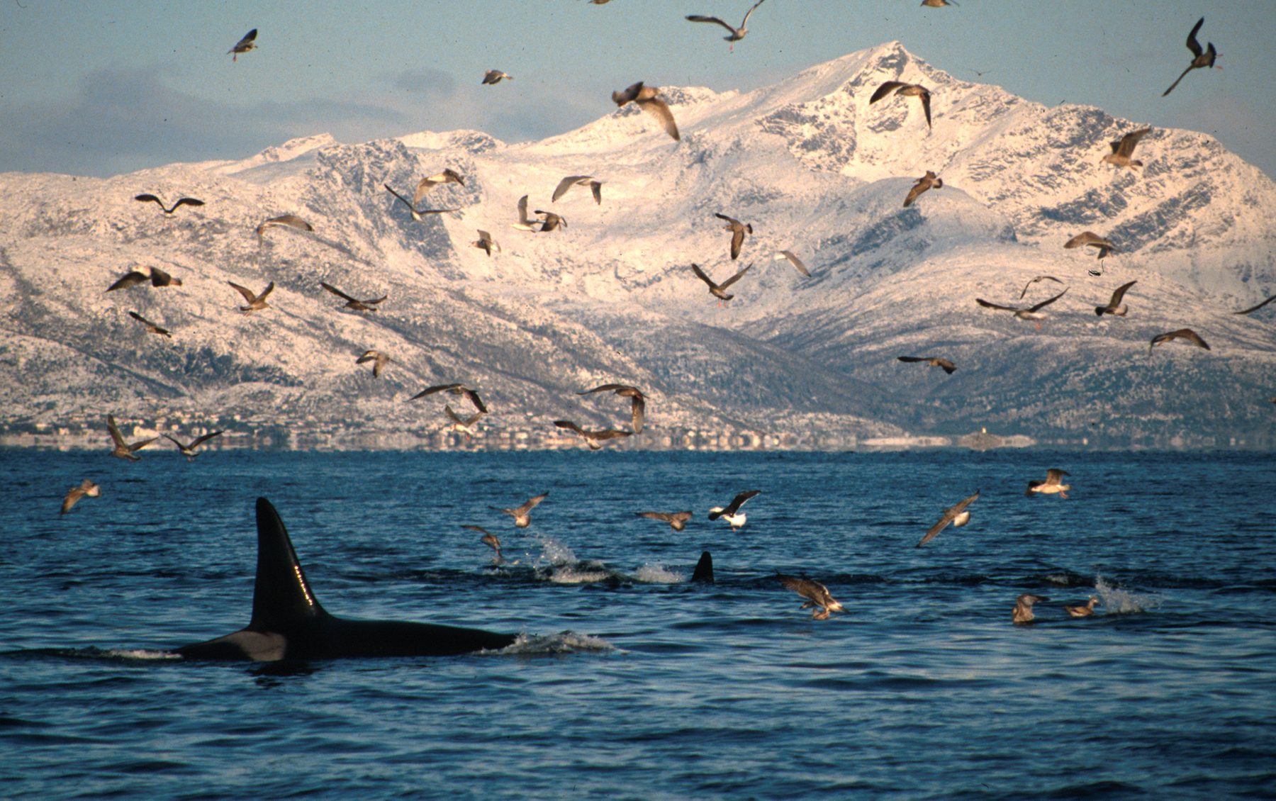 Killer whales