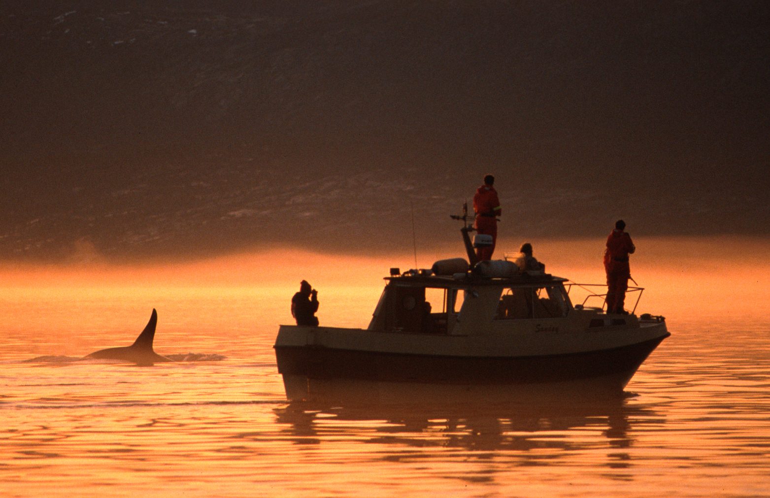 Killer whales and sea gulls
