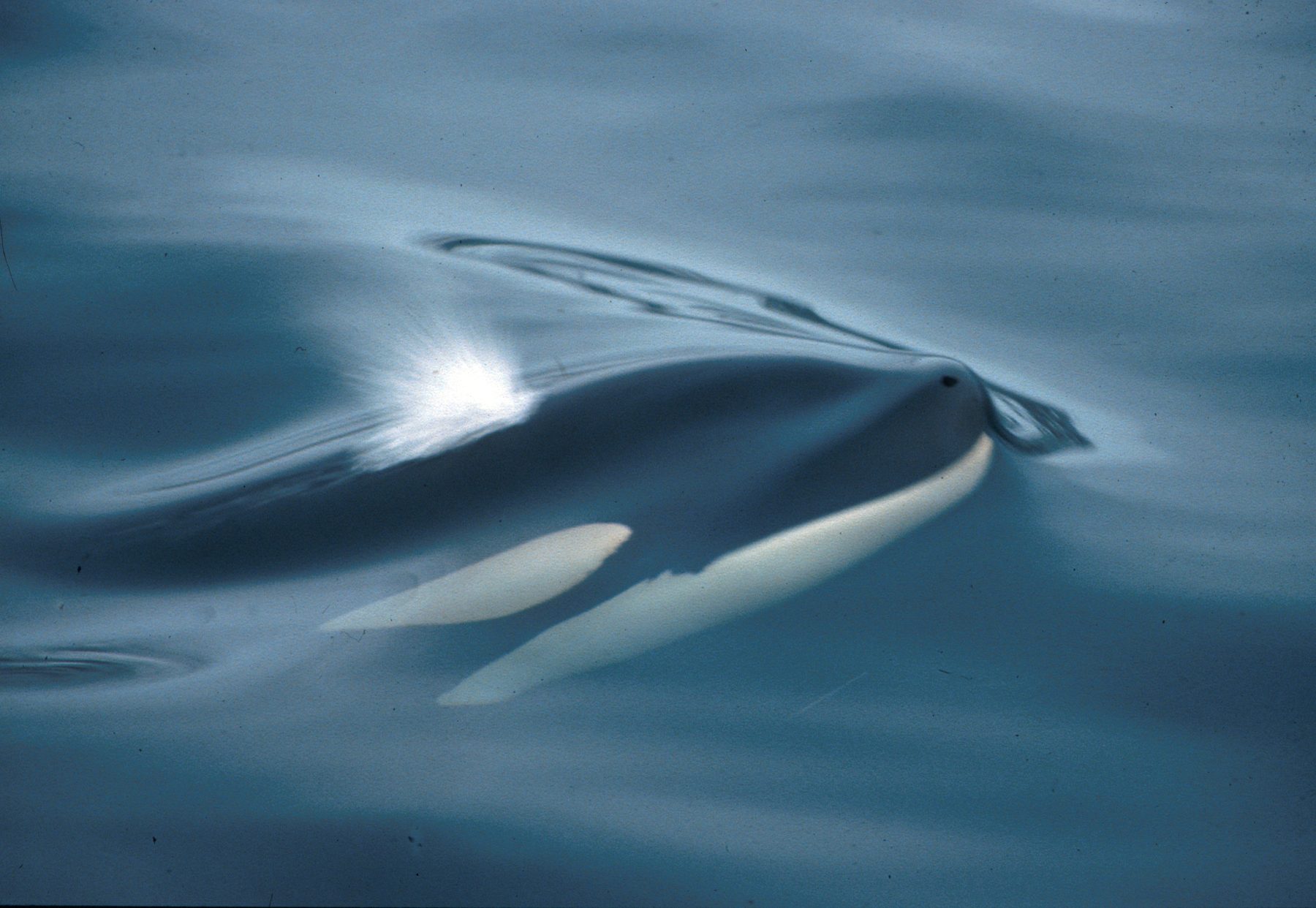 Golden killer whale being watched