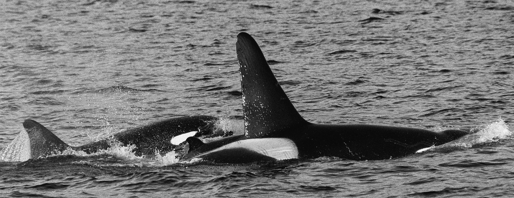 Killer whale surfacing