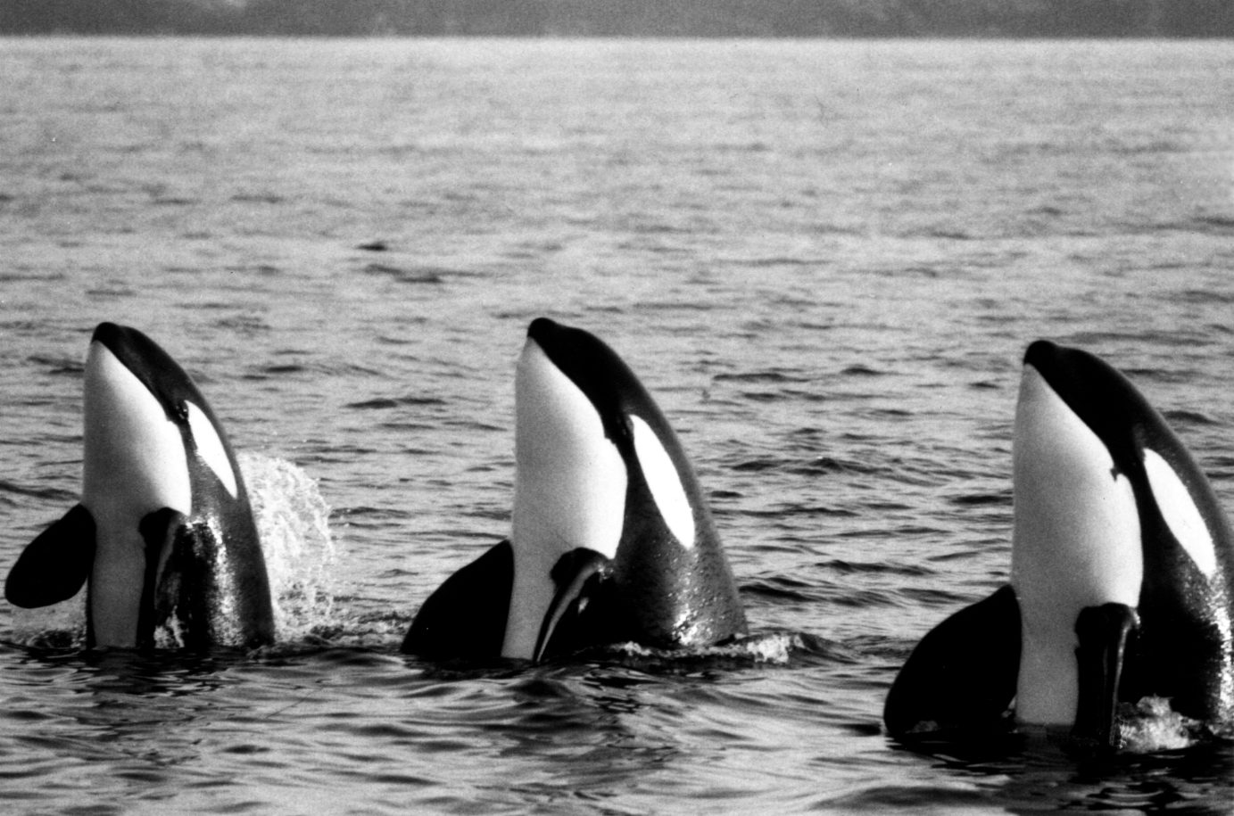 Killer whale male, calf and female