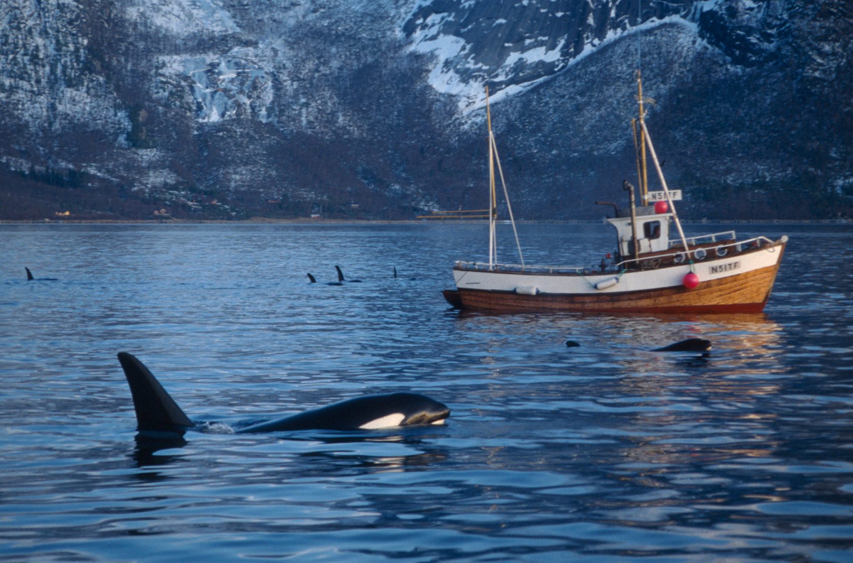 Killer whale spy-hopping