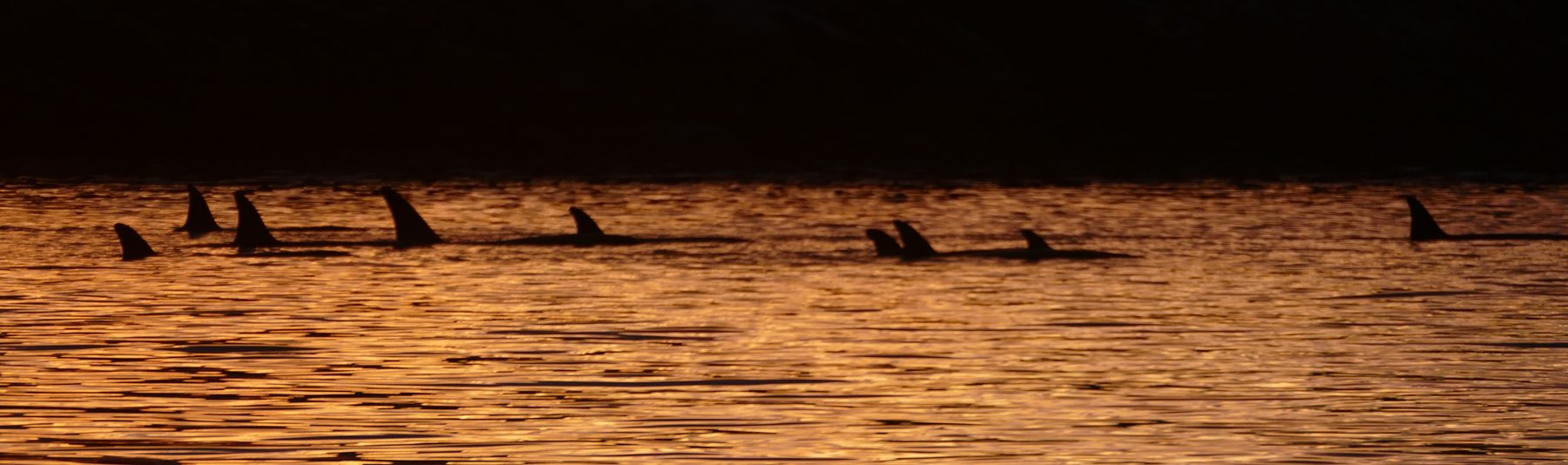Killer whale calf showing its fluke