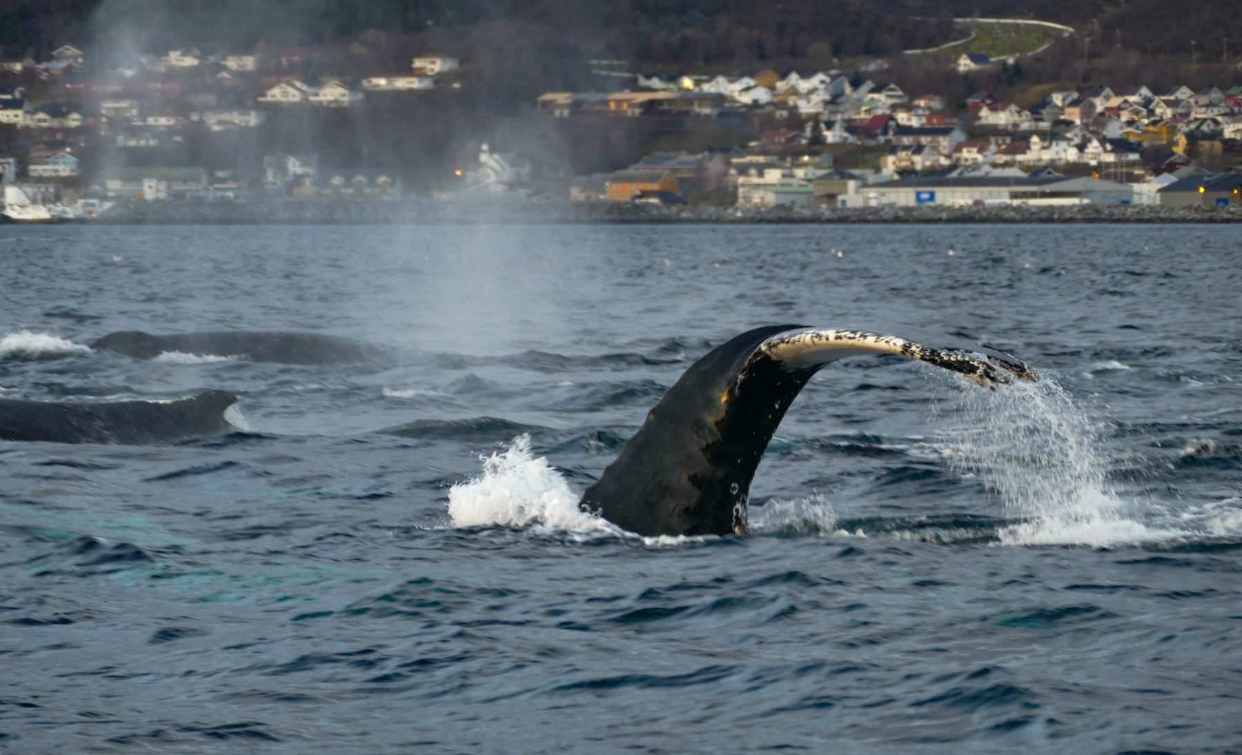 Humpback landscape