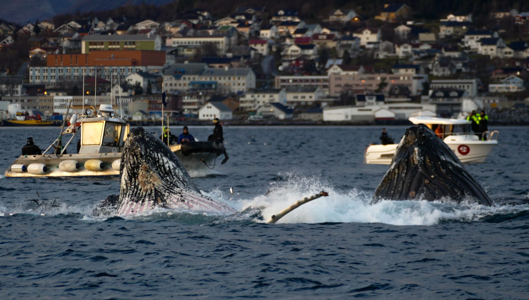 Humpbacl whales diving