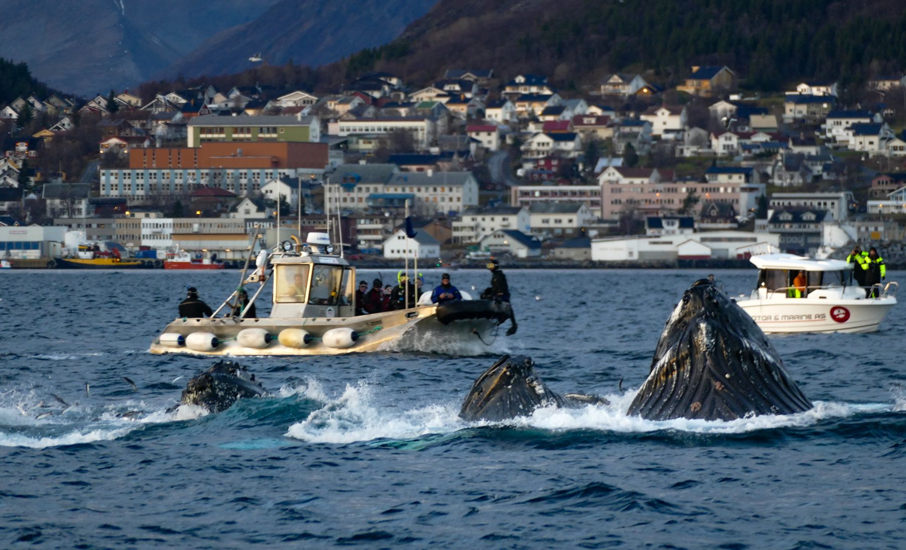 Humpback lounge feeding with spectators