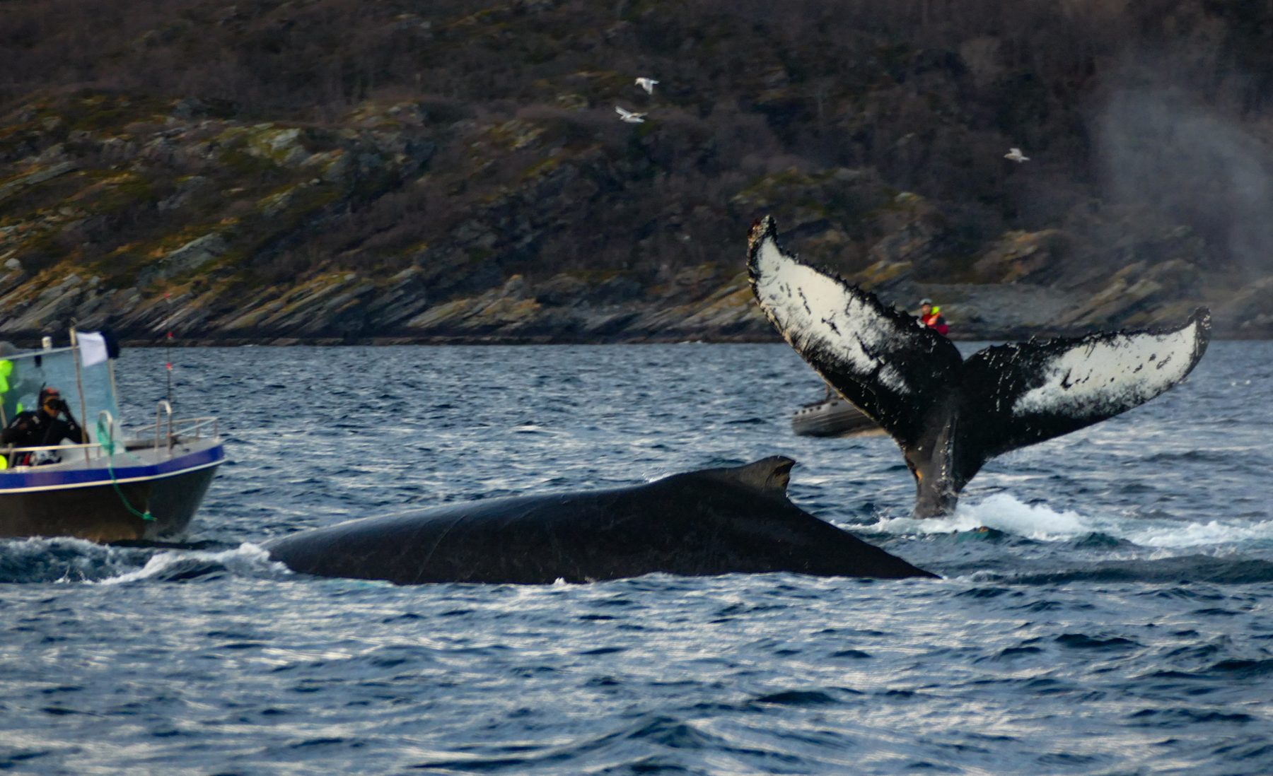 Humpbacks lounge feeding