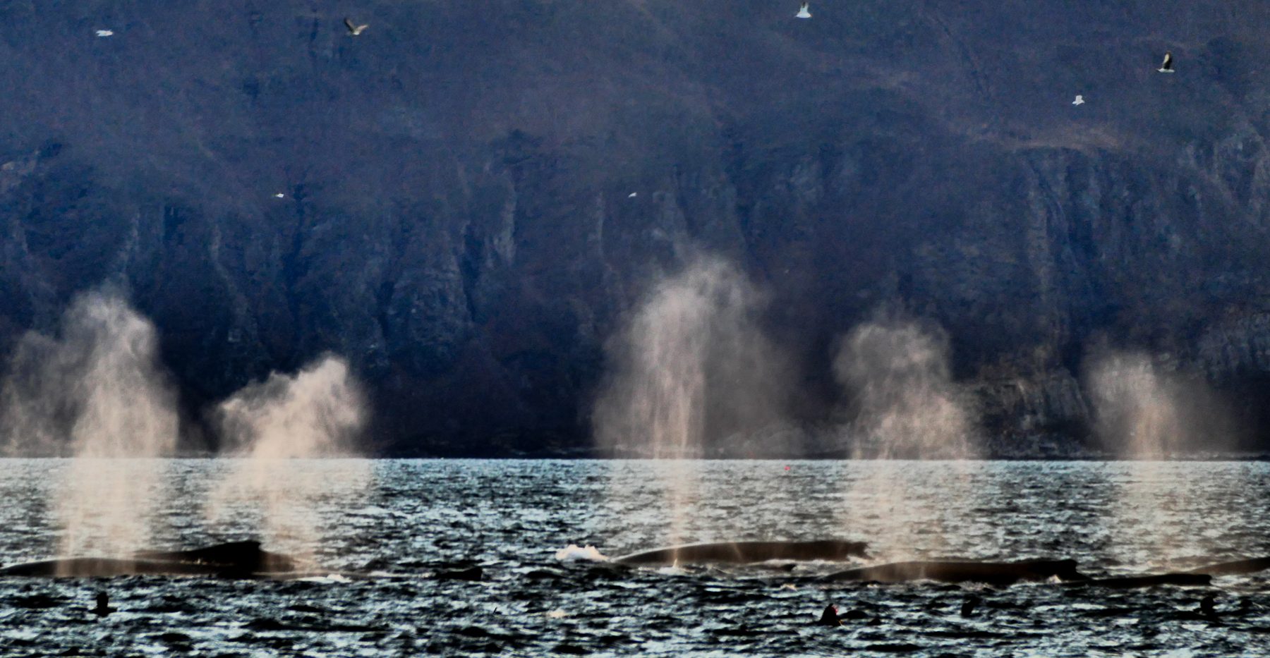 Humpbacks and boats