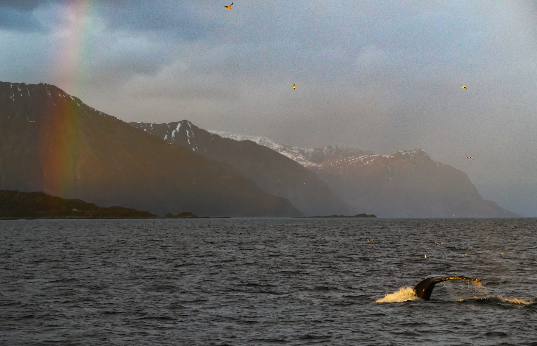 Humpback whales  resting