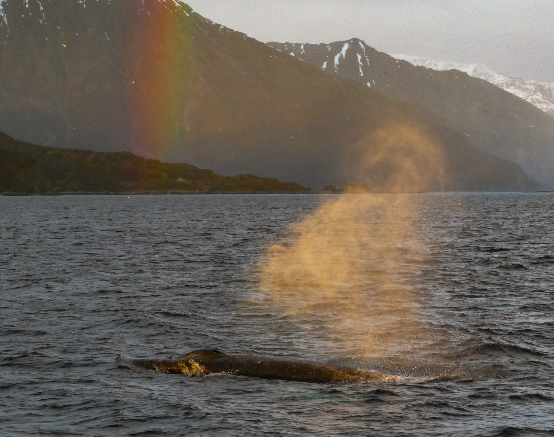 Humpback whale and a rainbow