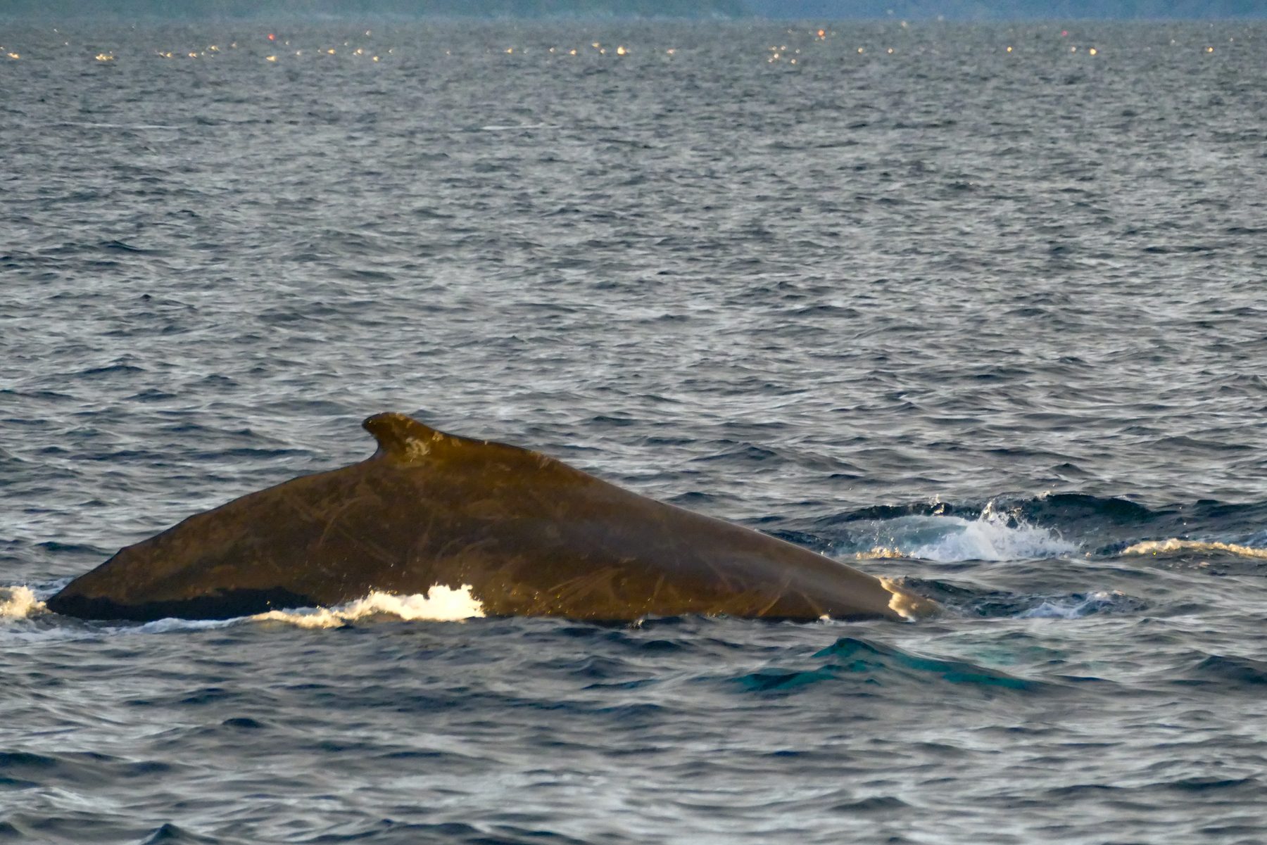 Humpback whale blowing under the rainbow