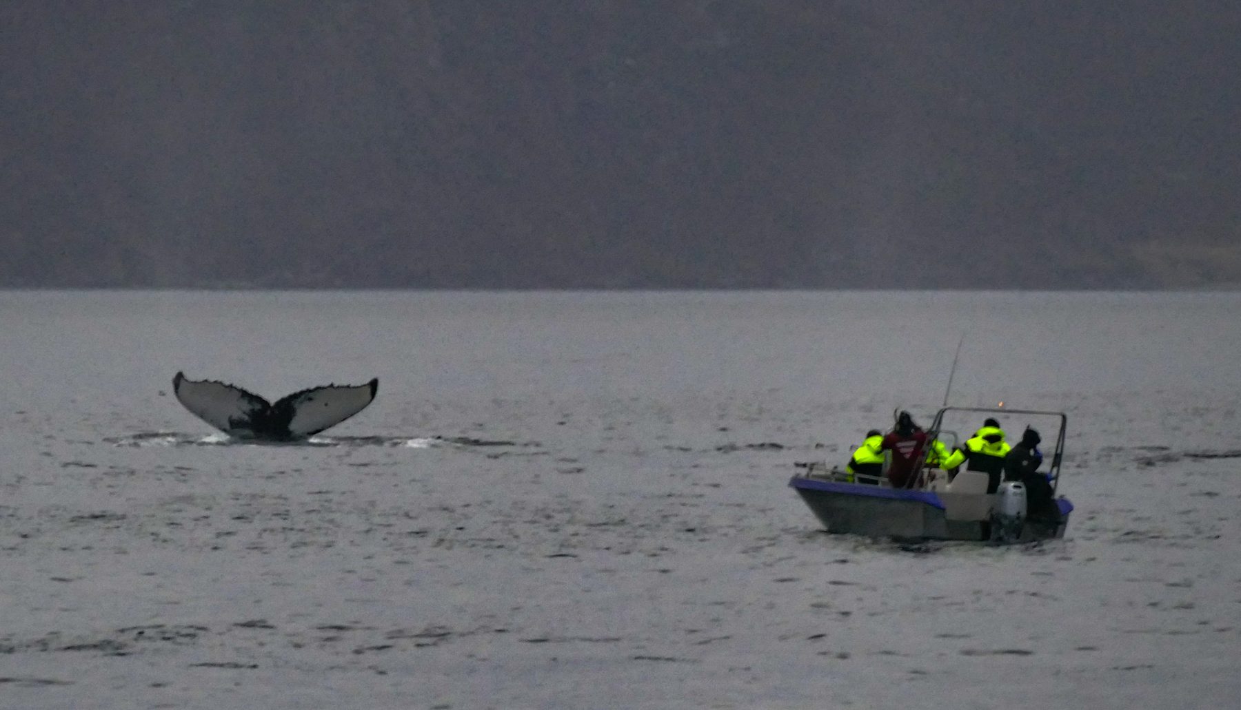 Killer whale male